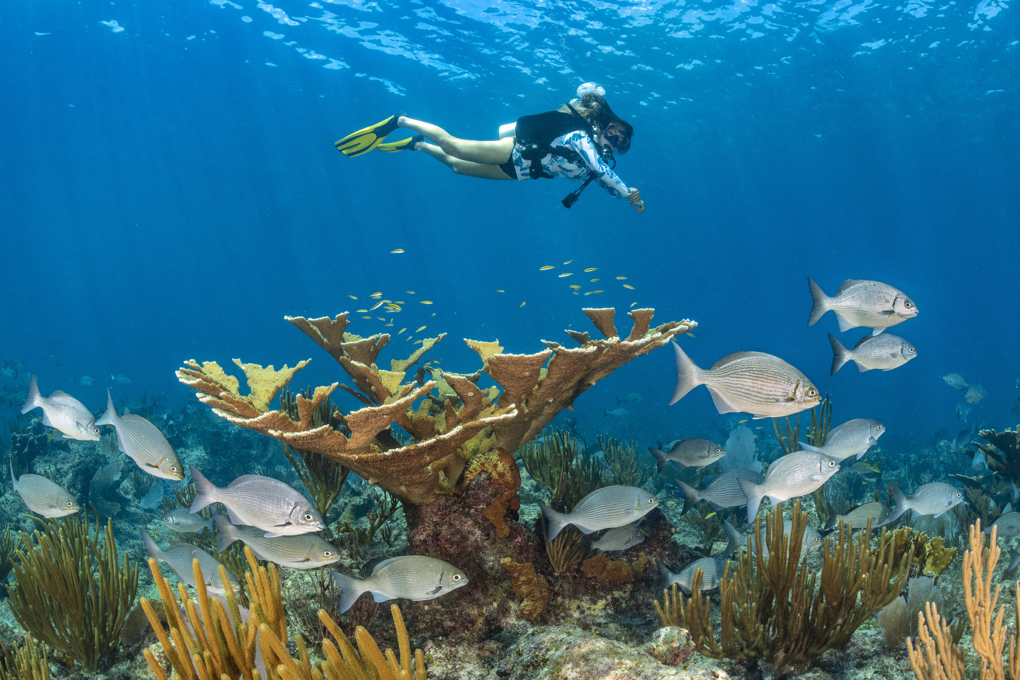 Kathleen's Reef dive site - Image 2