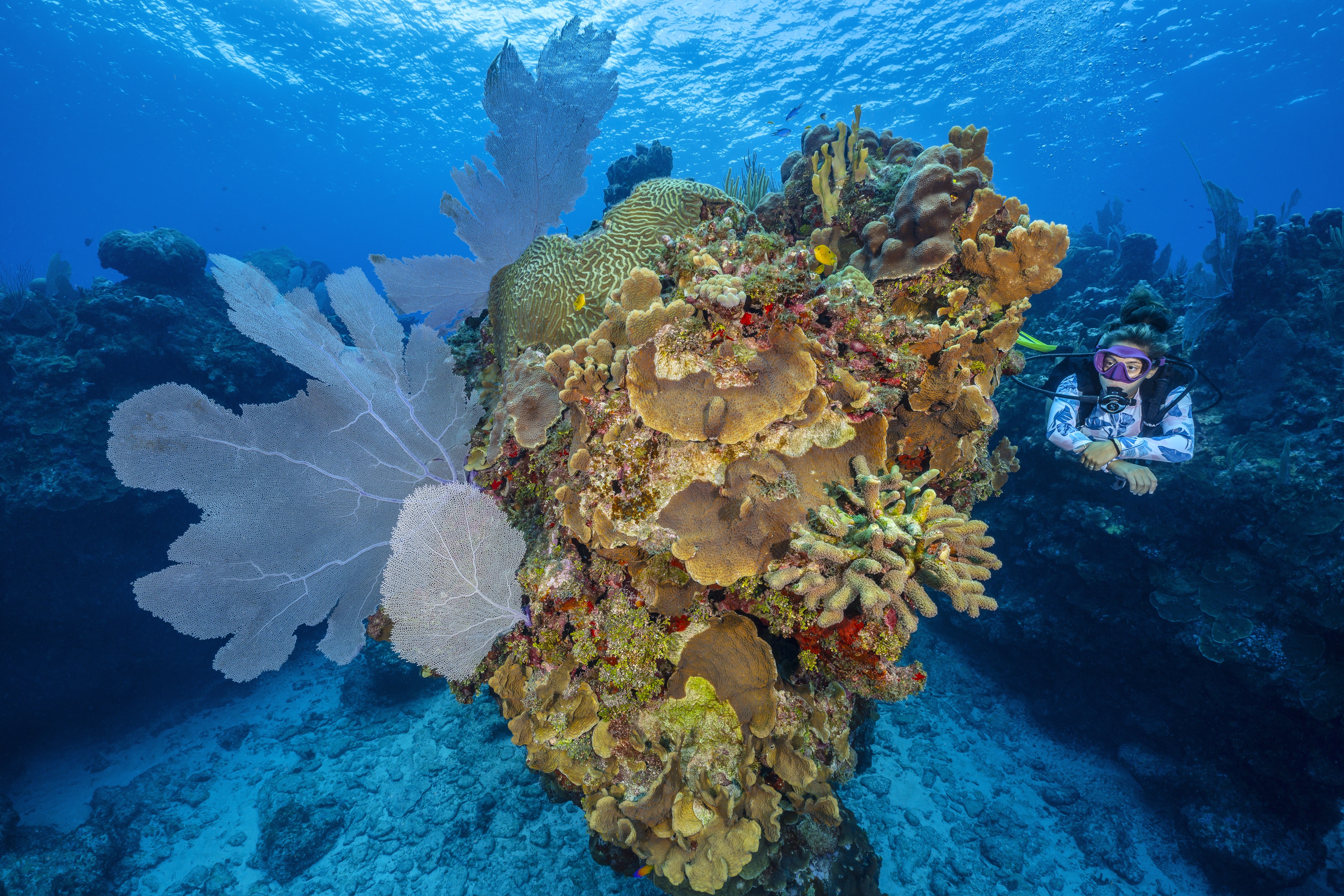 Big House dive site - Image 2