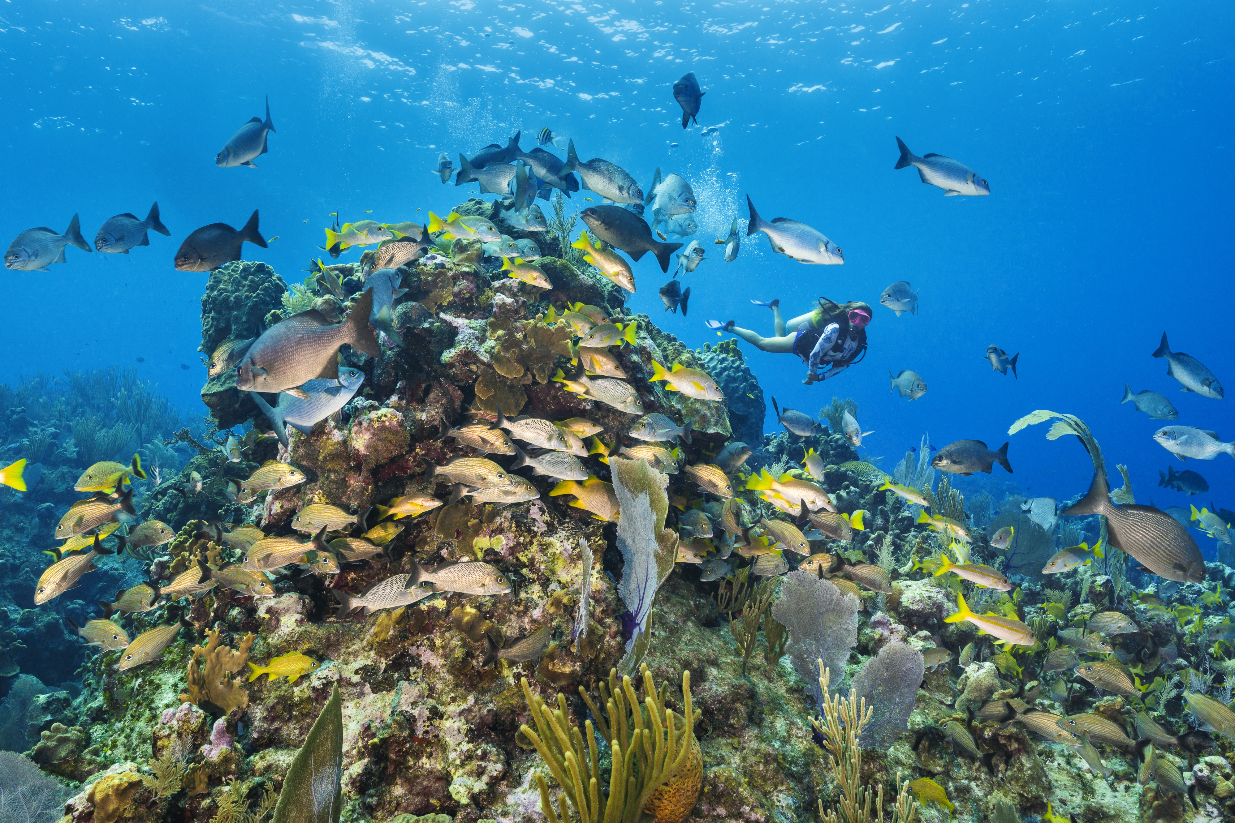 Black Rock Reef dive site - Image 1
