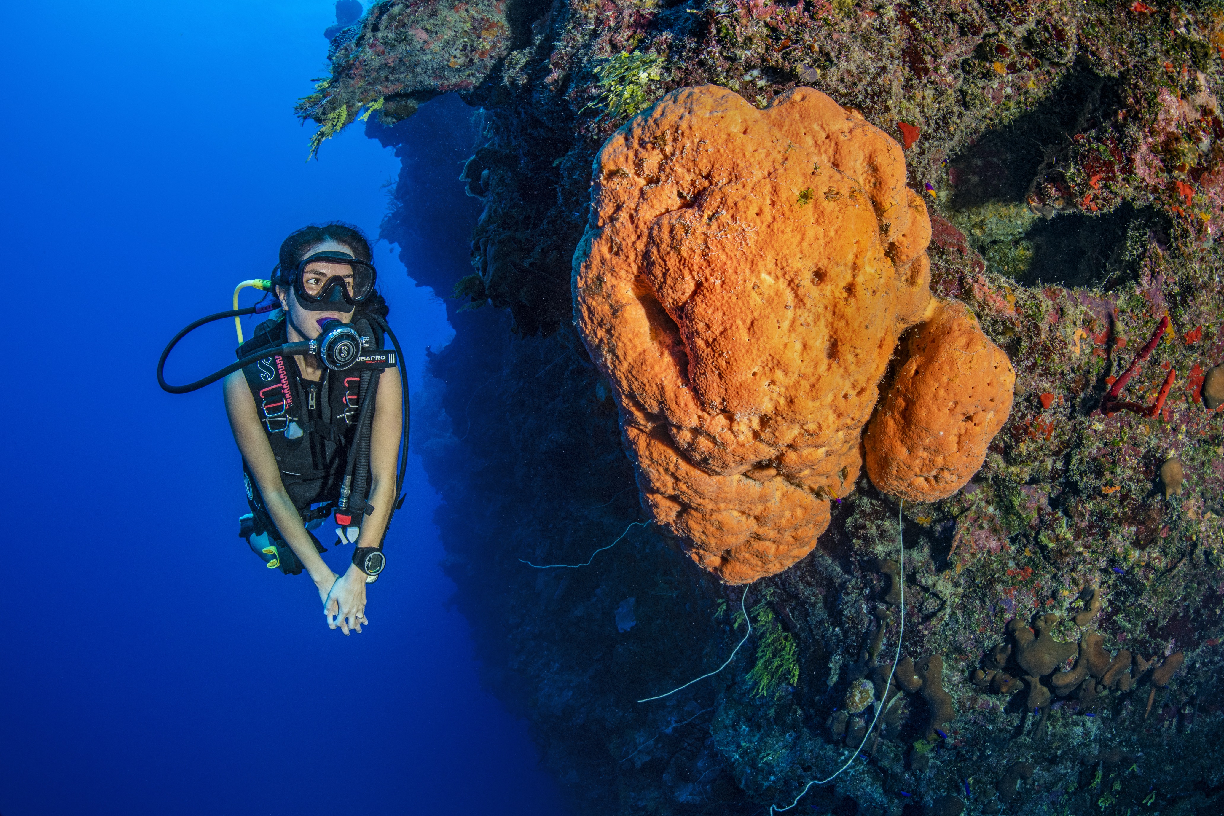 Breakers Cutback dive site - Image 1