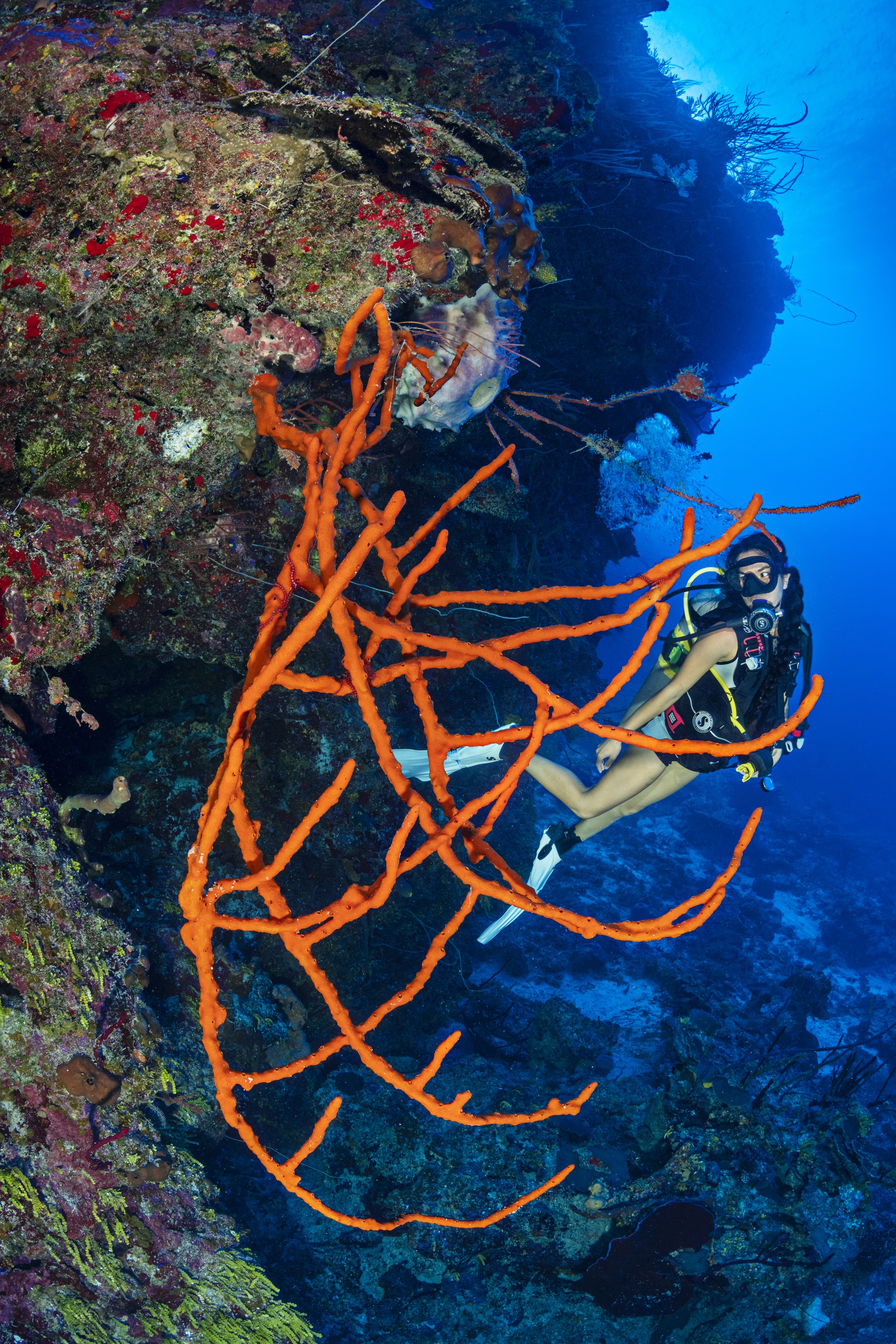 Breakers Cutback dive site - Image 2