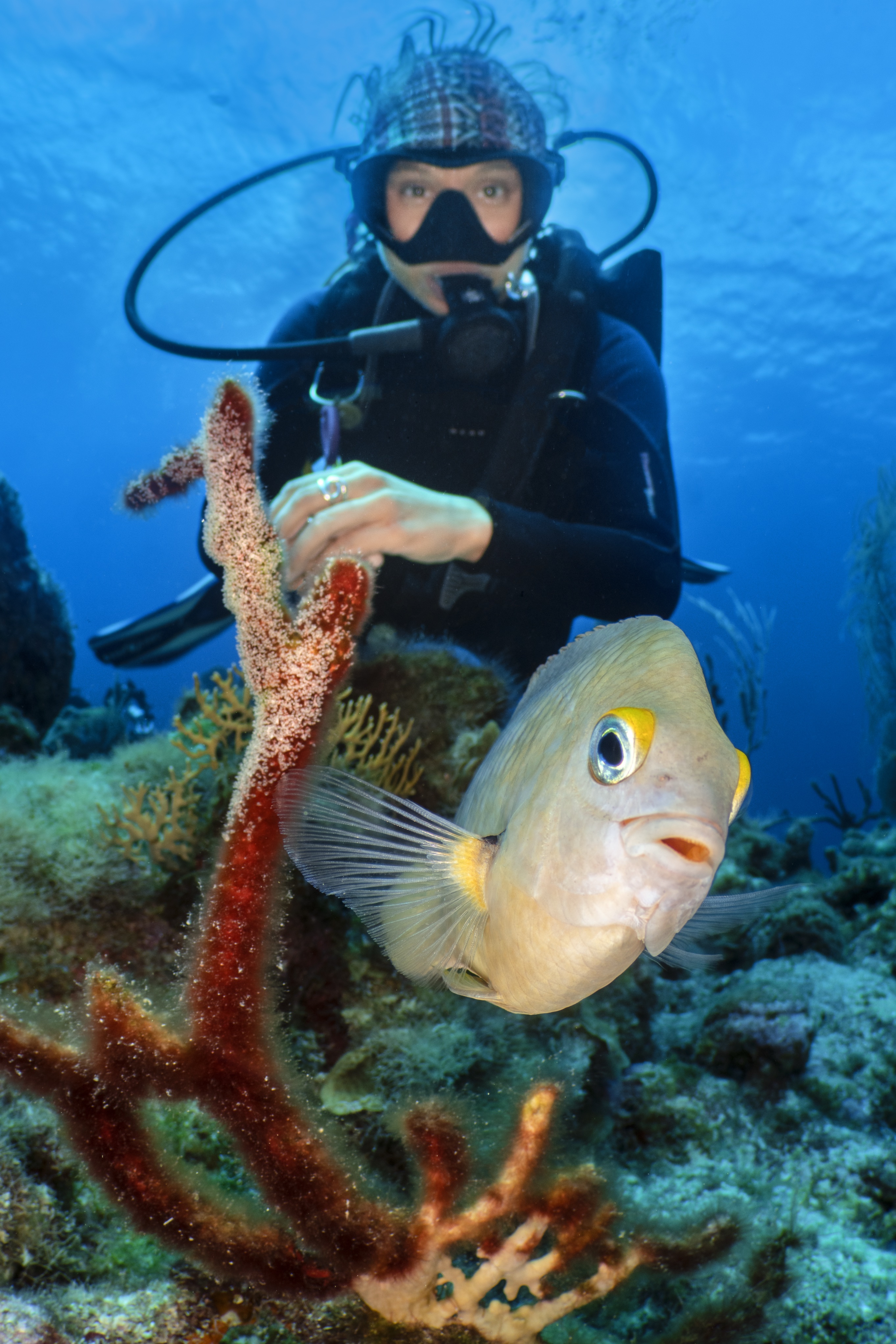 Lost Wall dive site - Image 1