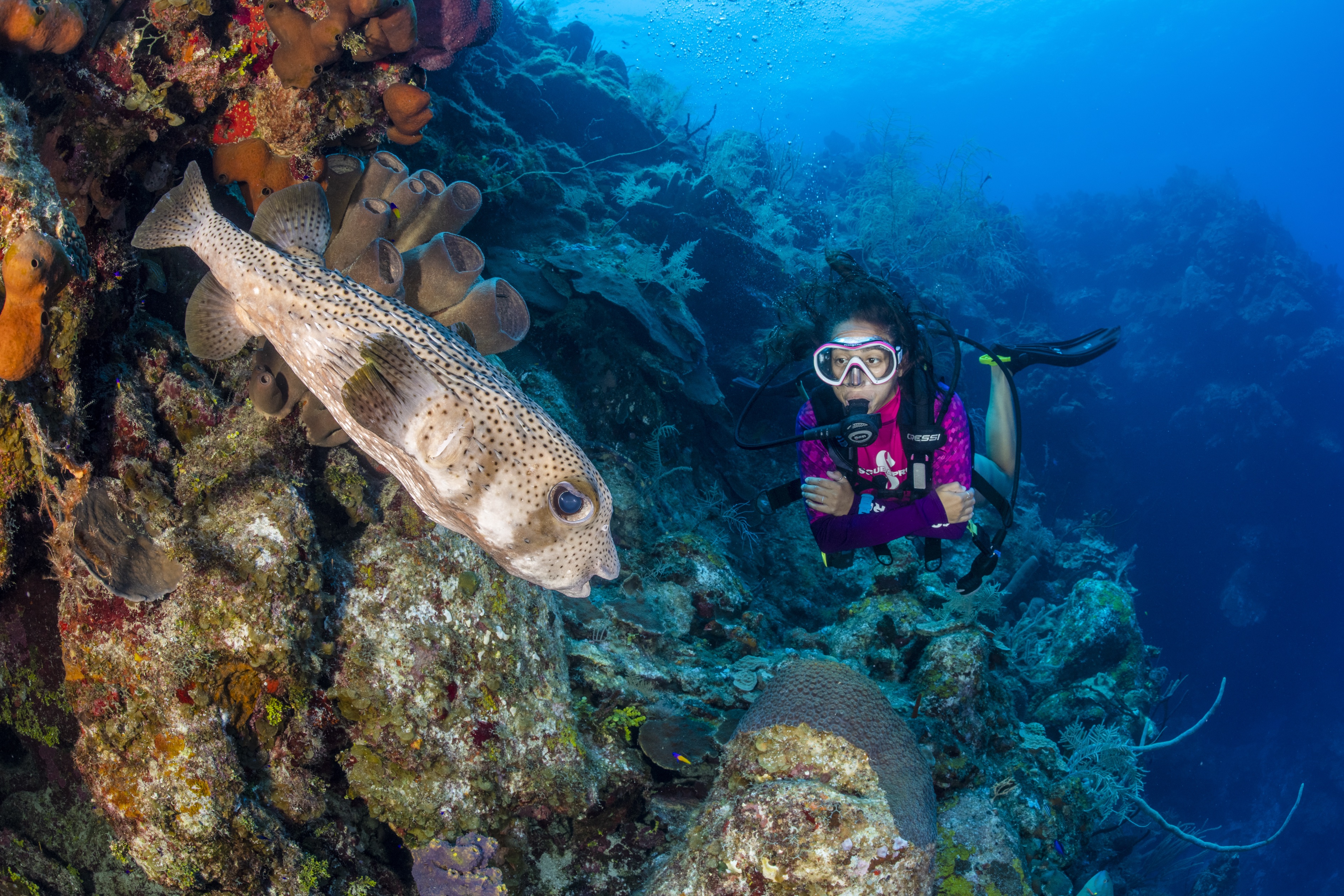 McCurley's Wall dive site - Image 1
