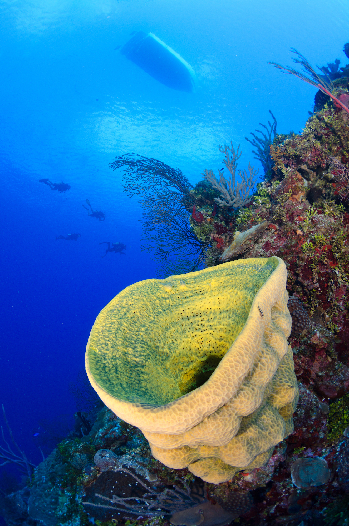 Old Number 12 dive site - Image 2