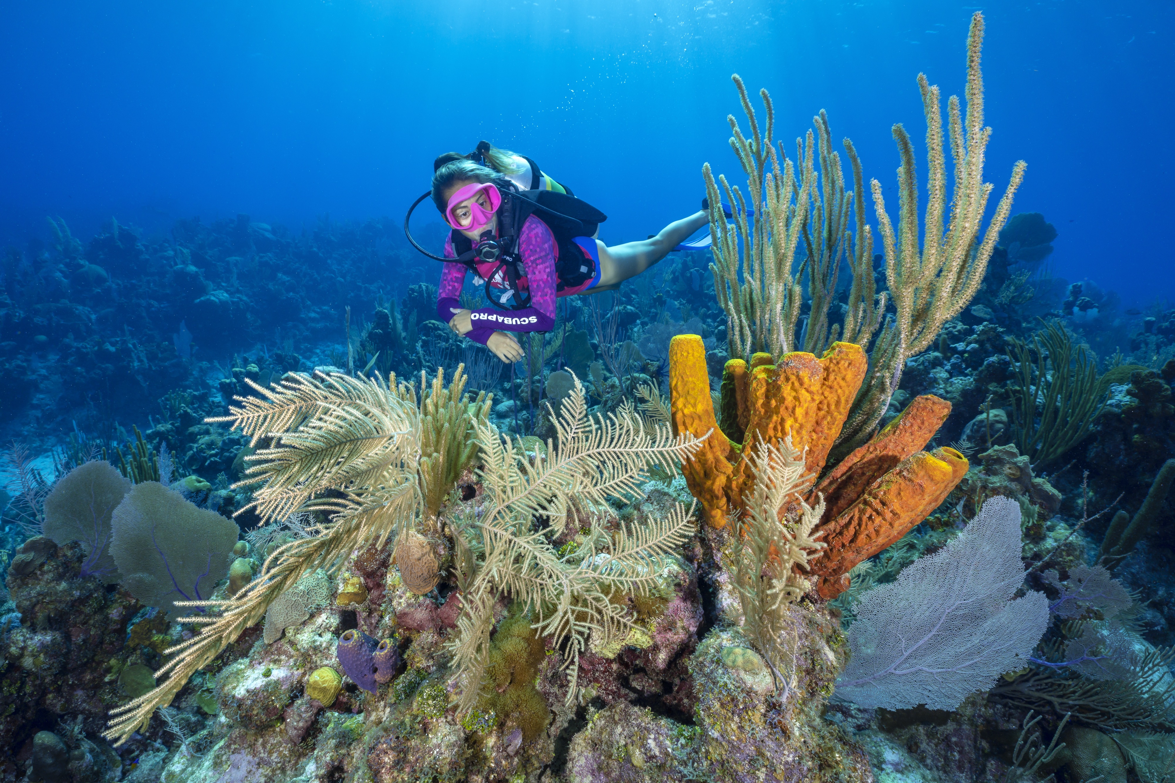 Omega Reef dive site - Image 1