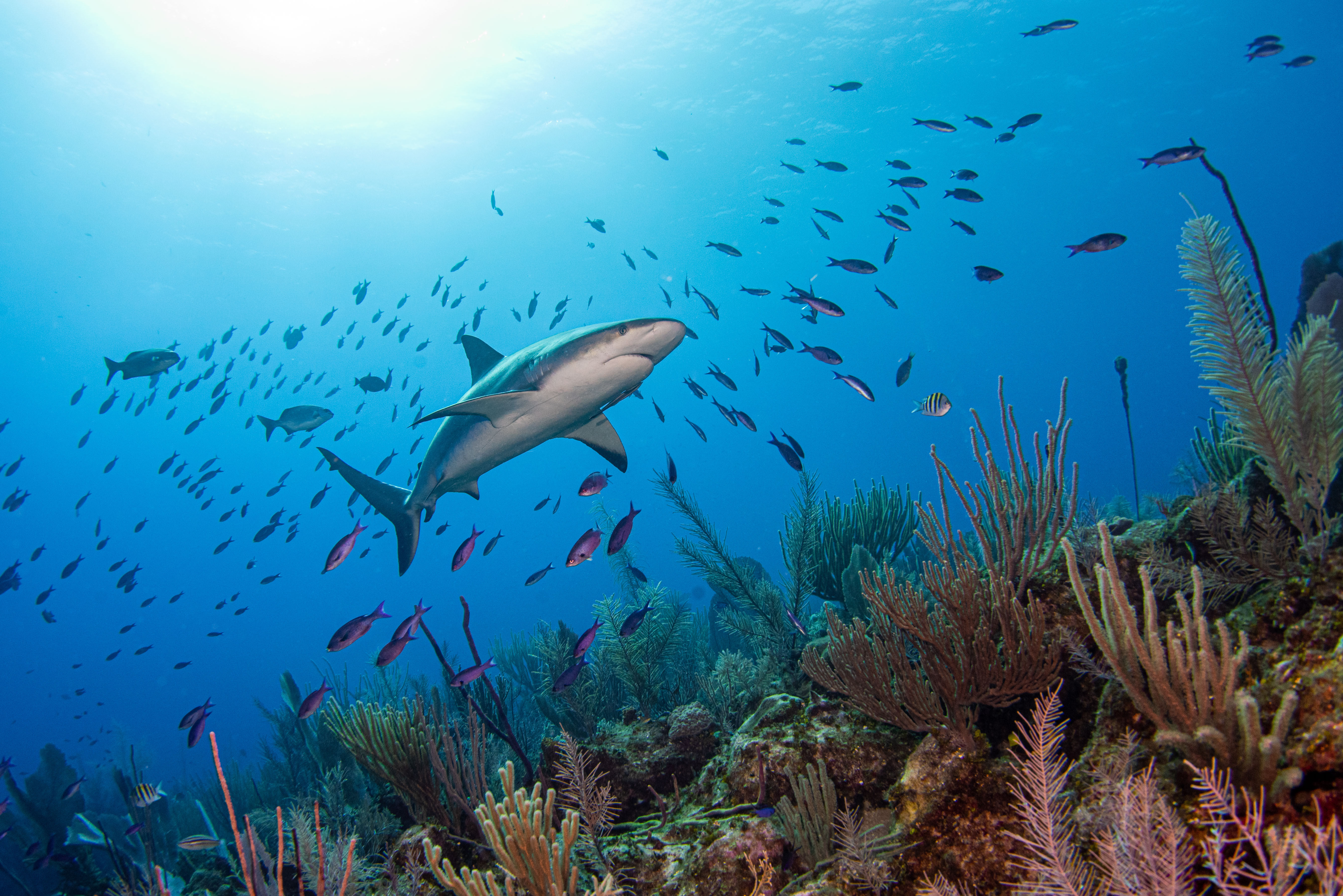 Split Rock dive site - Image 2