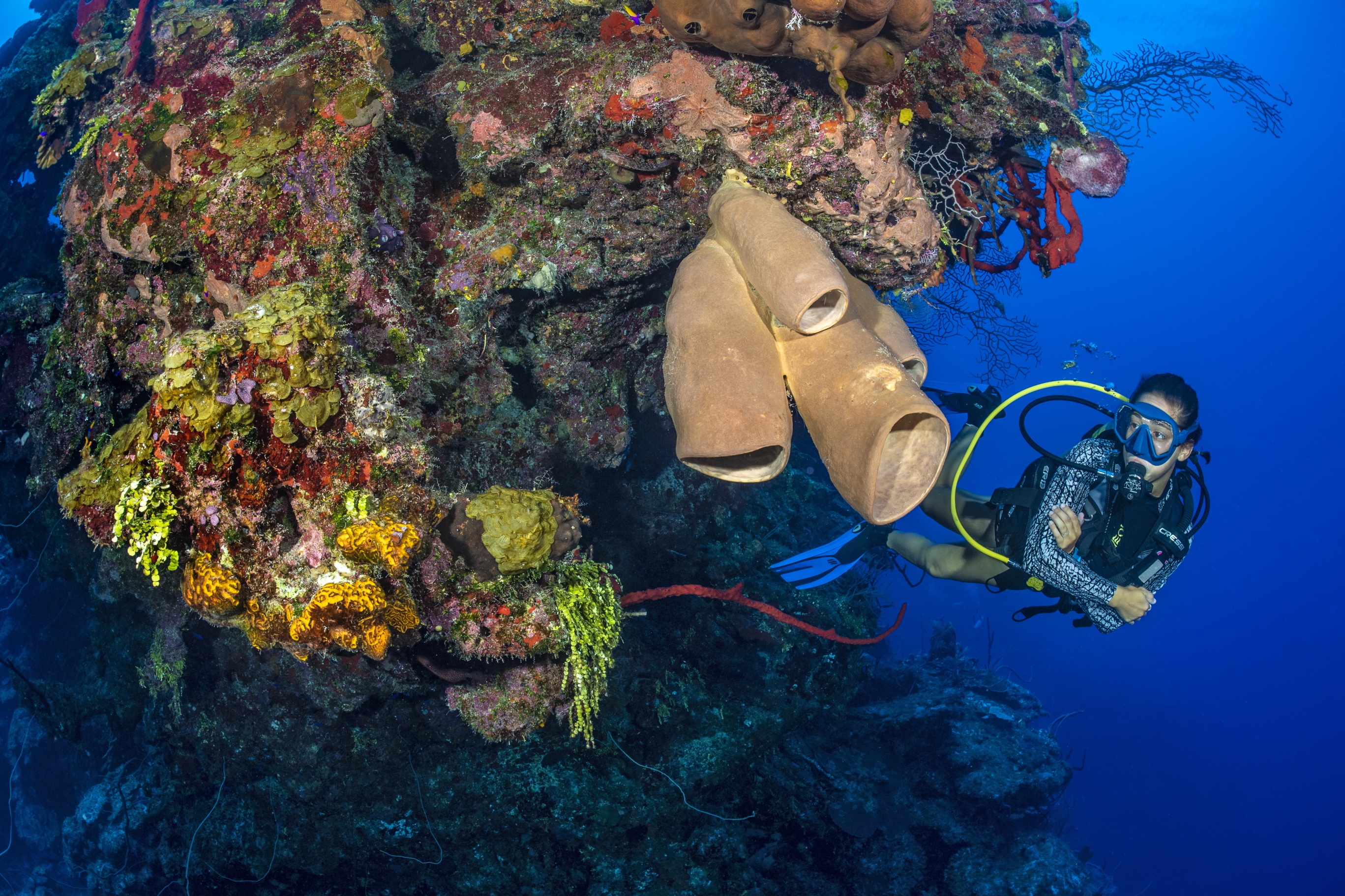 The Maze dive site - Image 2