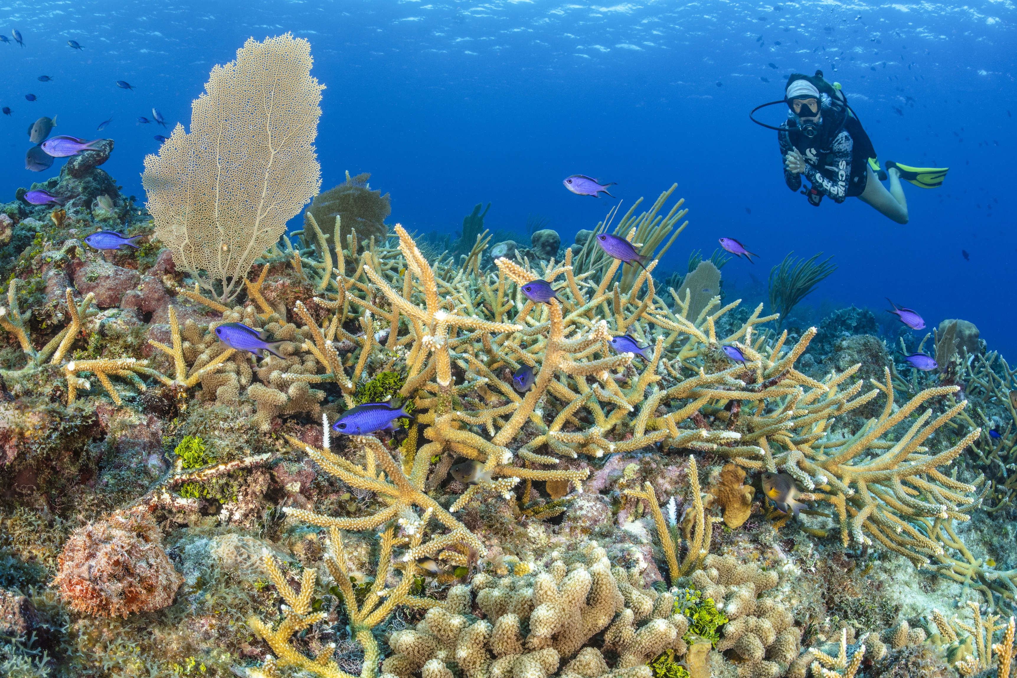 Top Secret dive site - Image 2