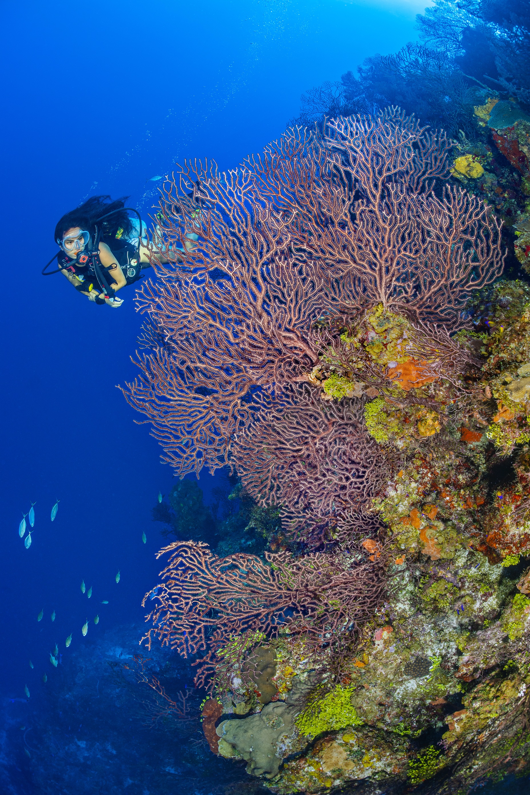 Valley of the Dolls dive site - Image 2