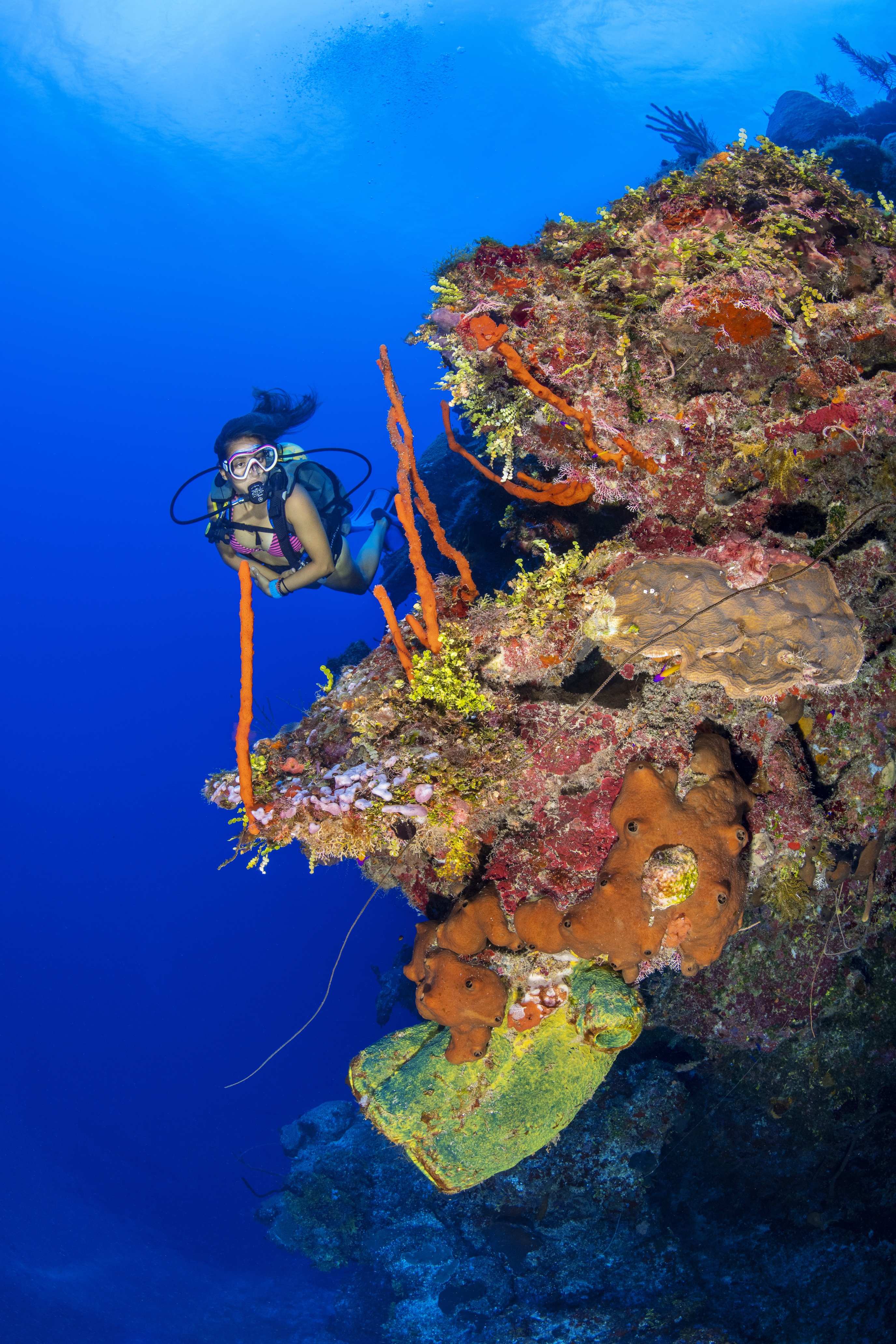 Elmo's Wall dive site - Image 1