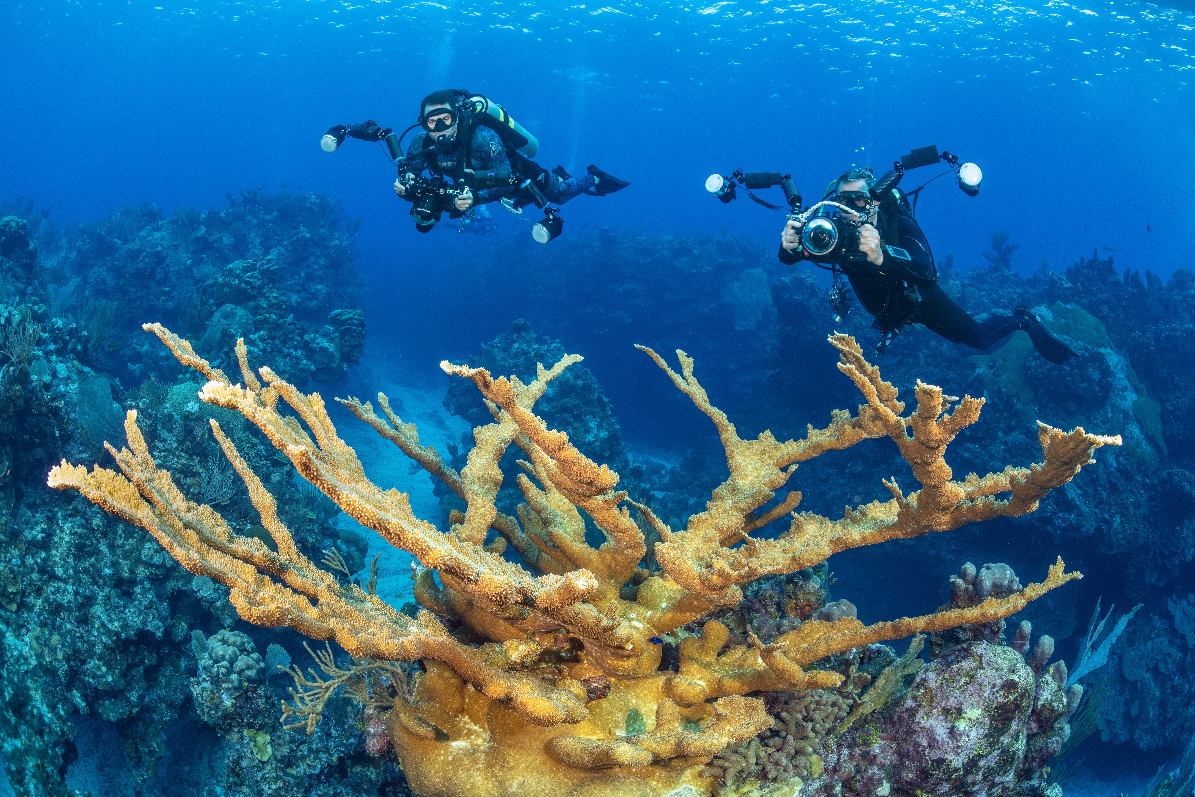 Fantasea Land dive site - Image 2