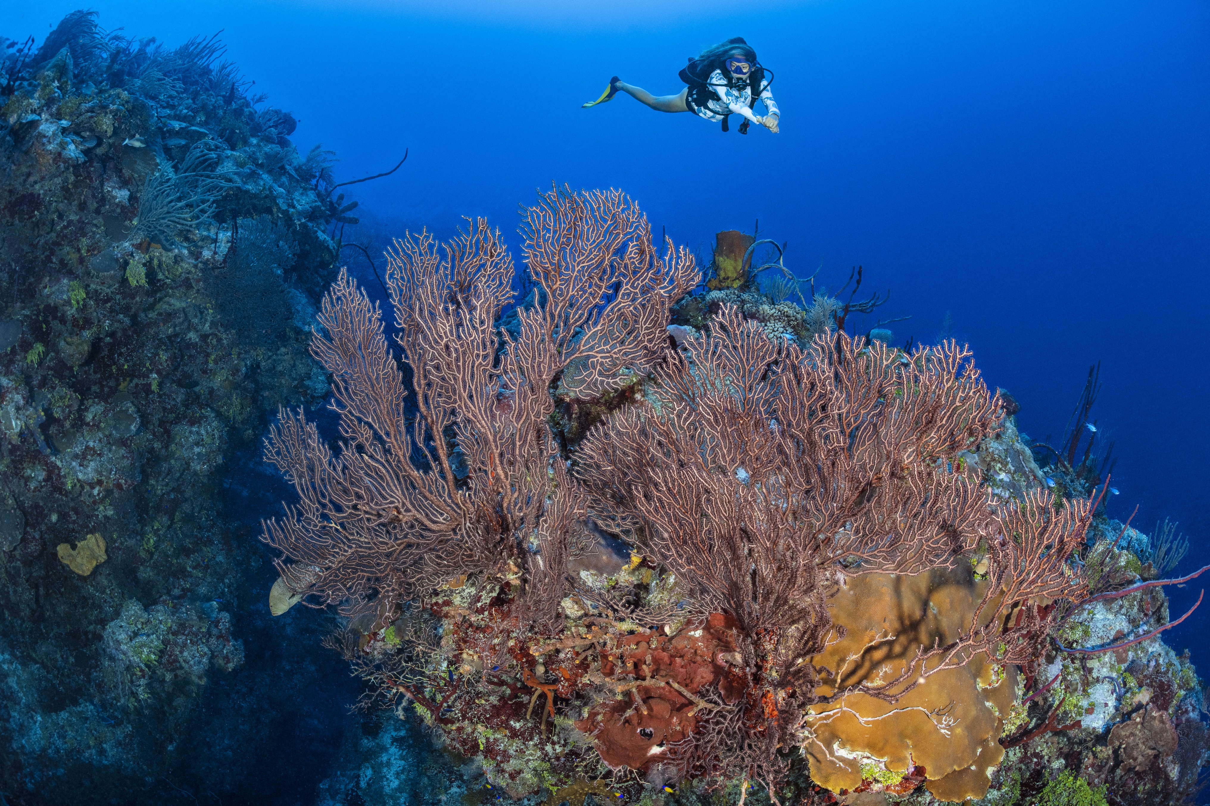 Eeny, Meeny, Miny, Mo dive site - Image 1