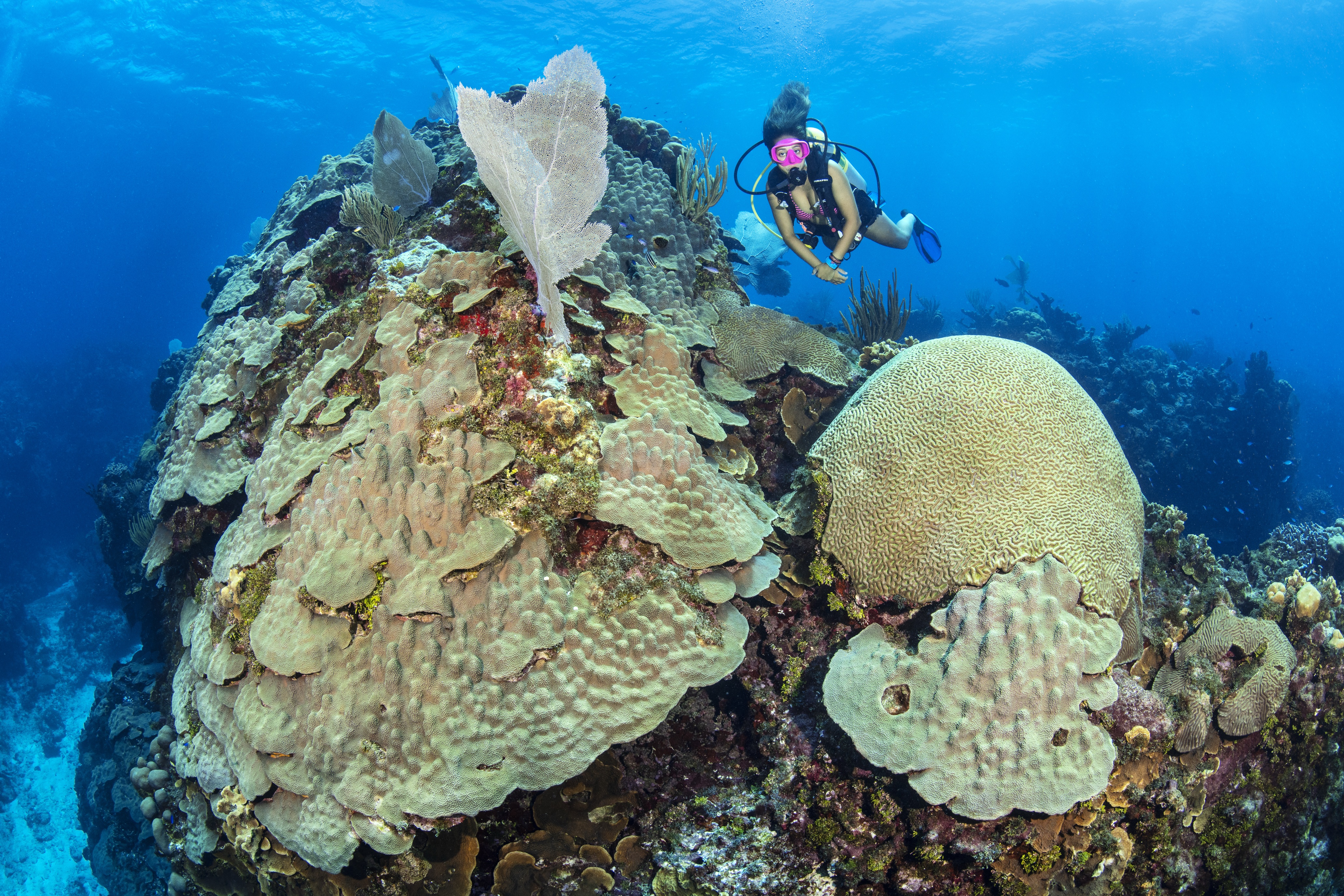 Fantasea Land dive site - Image 1