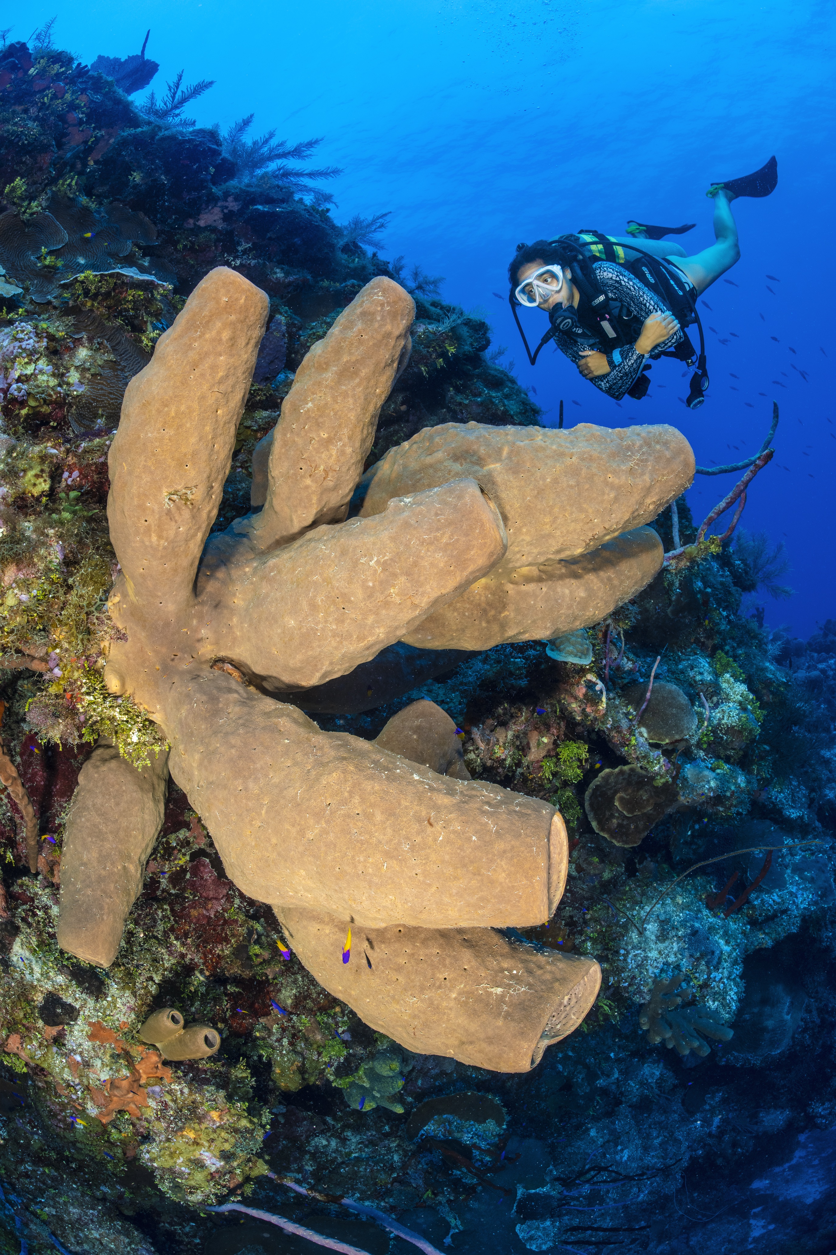 High Rock Drop Off dive site - Image 1
