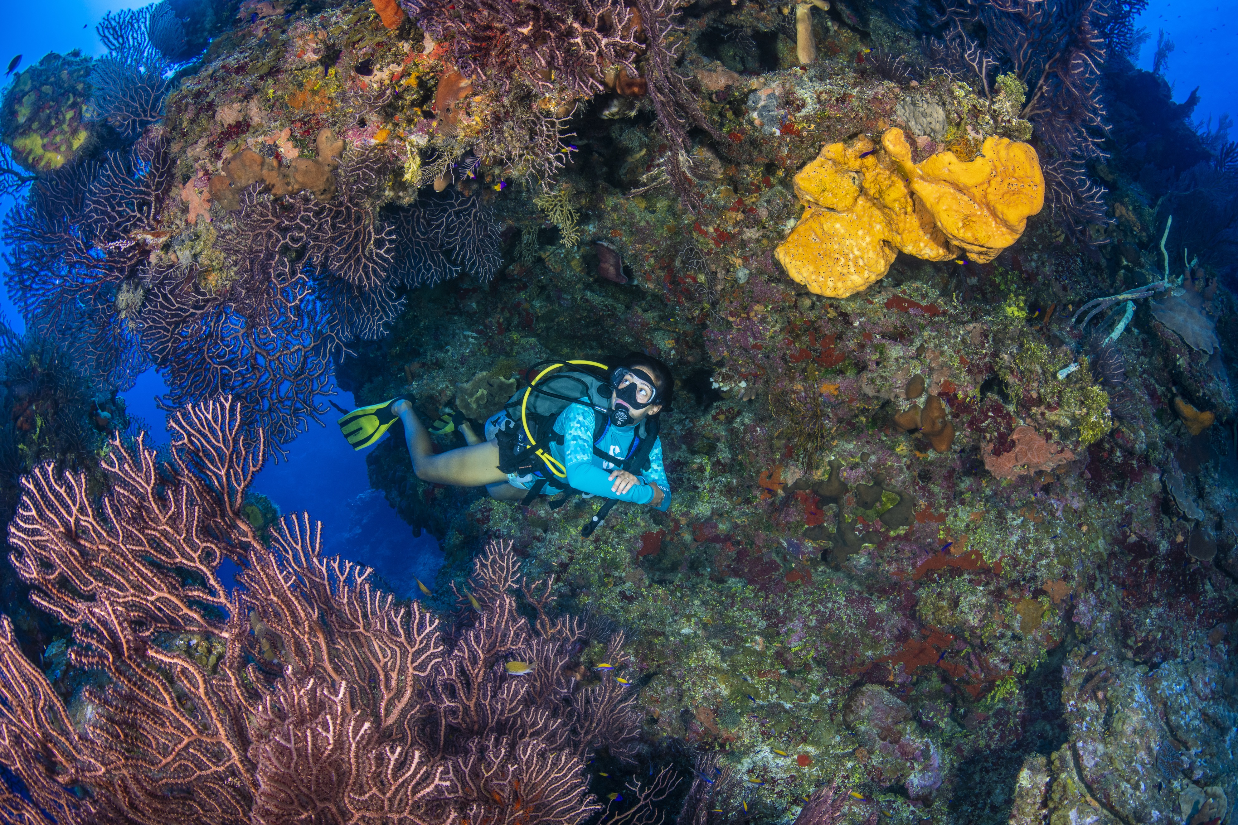 Julie's Wall dive site - Image 2