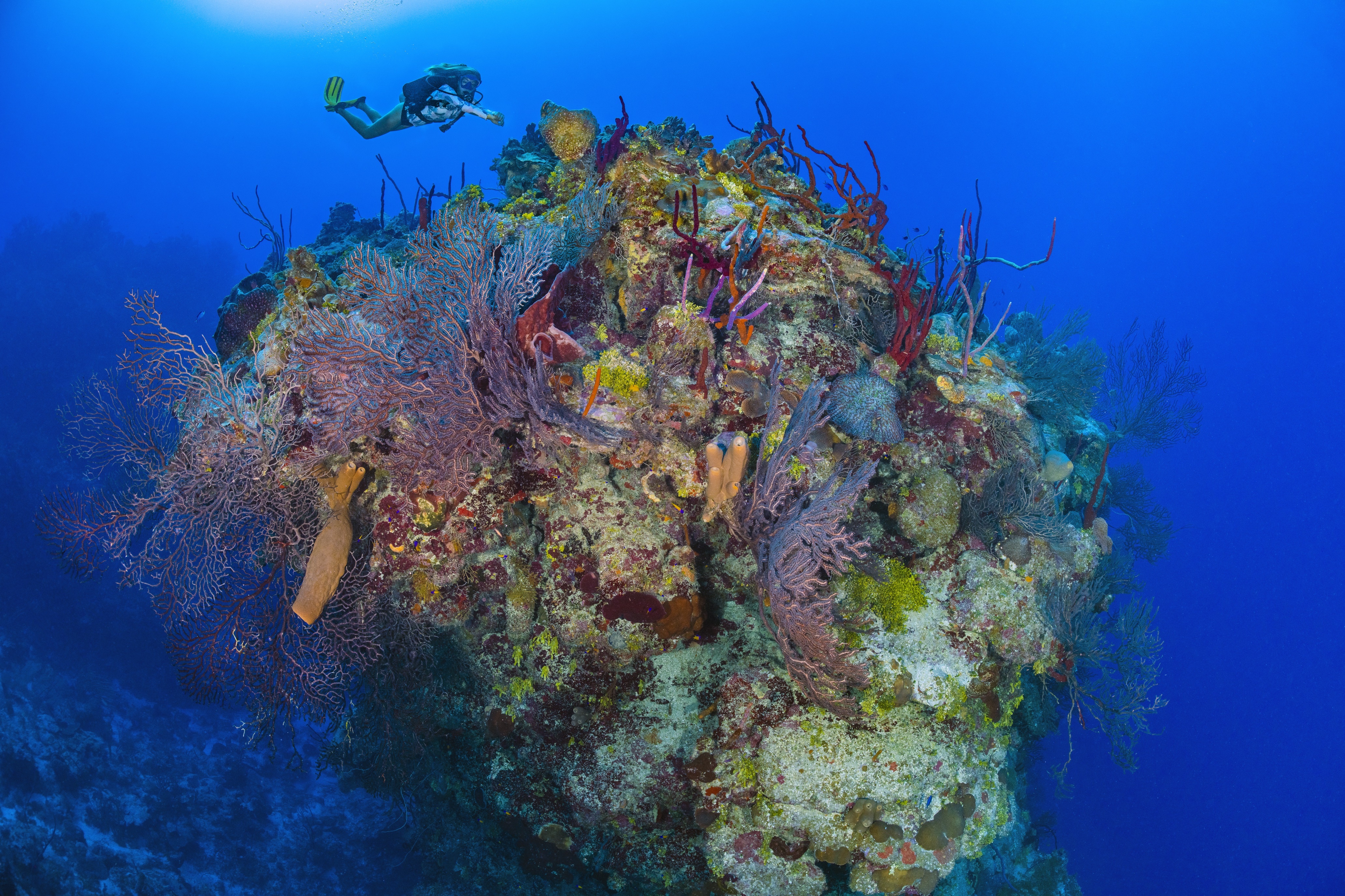 Kangaroo Gorge dive site - Image 1