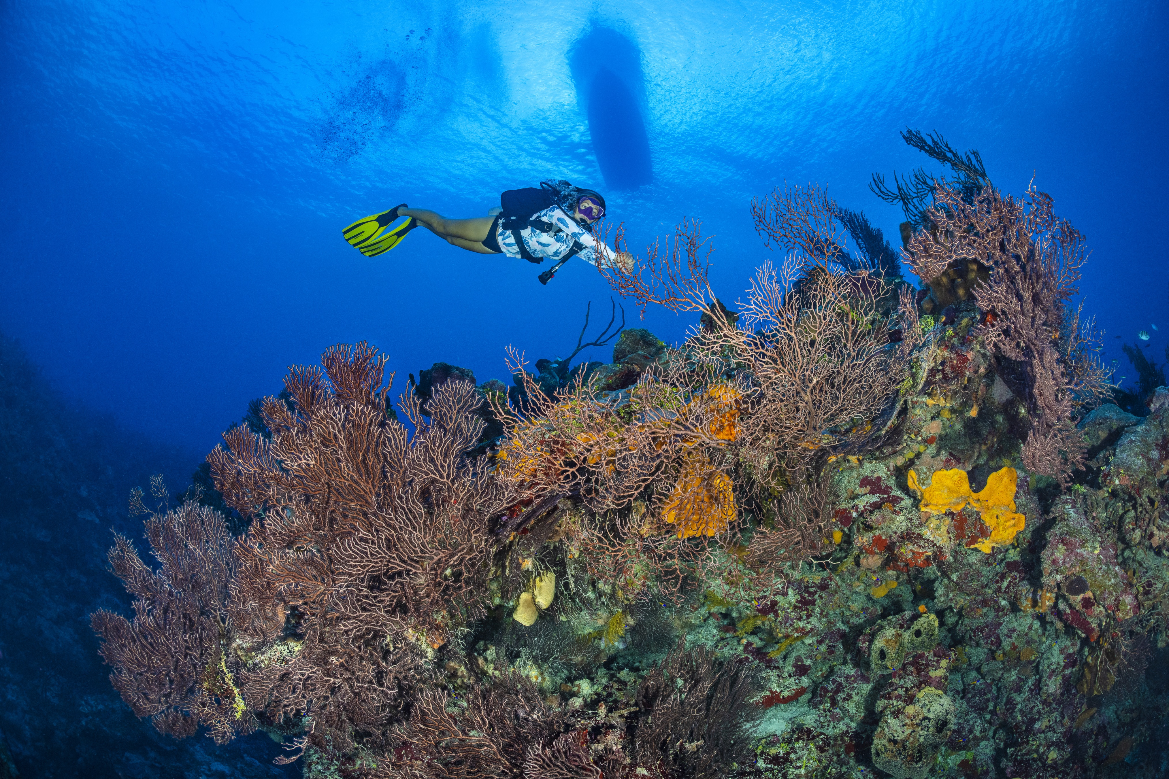 Kangaroo Gorge dive site - Image 2