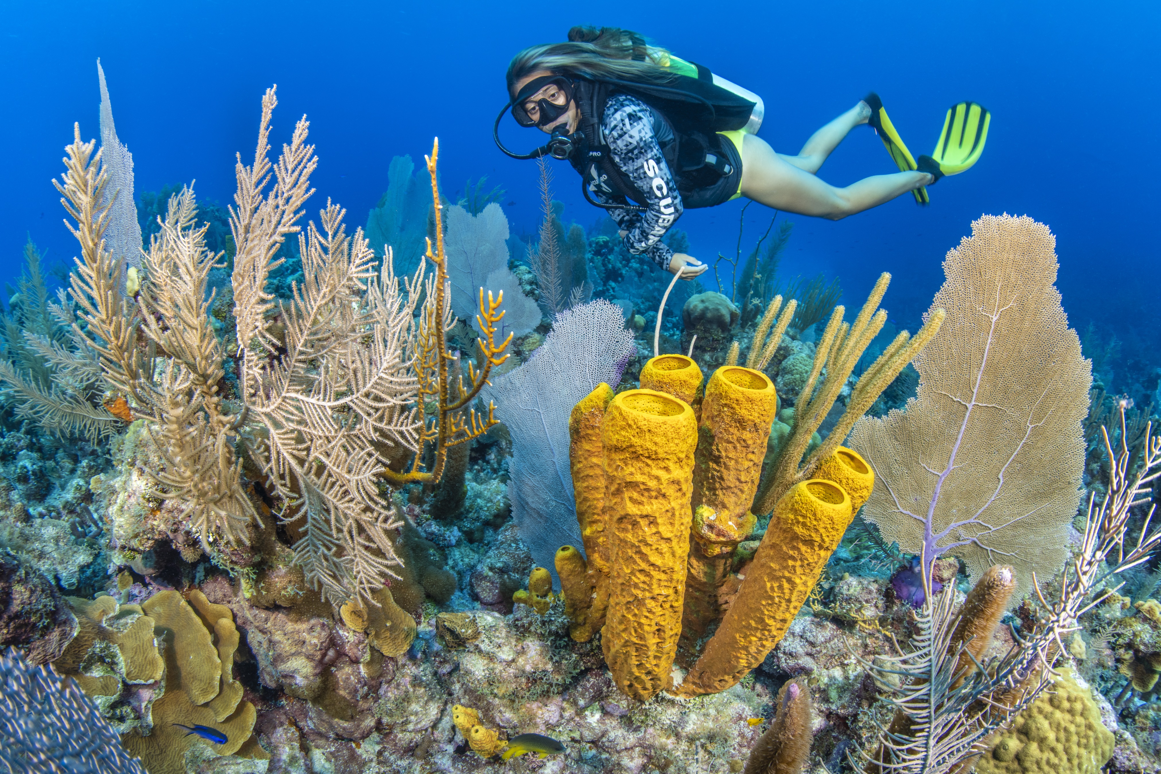Little Bluff Reef dive site - Image 2