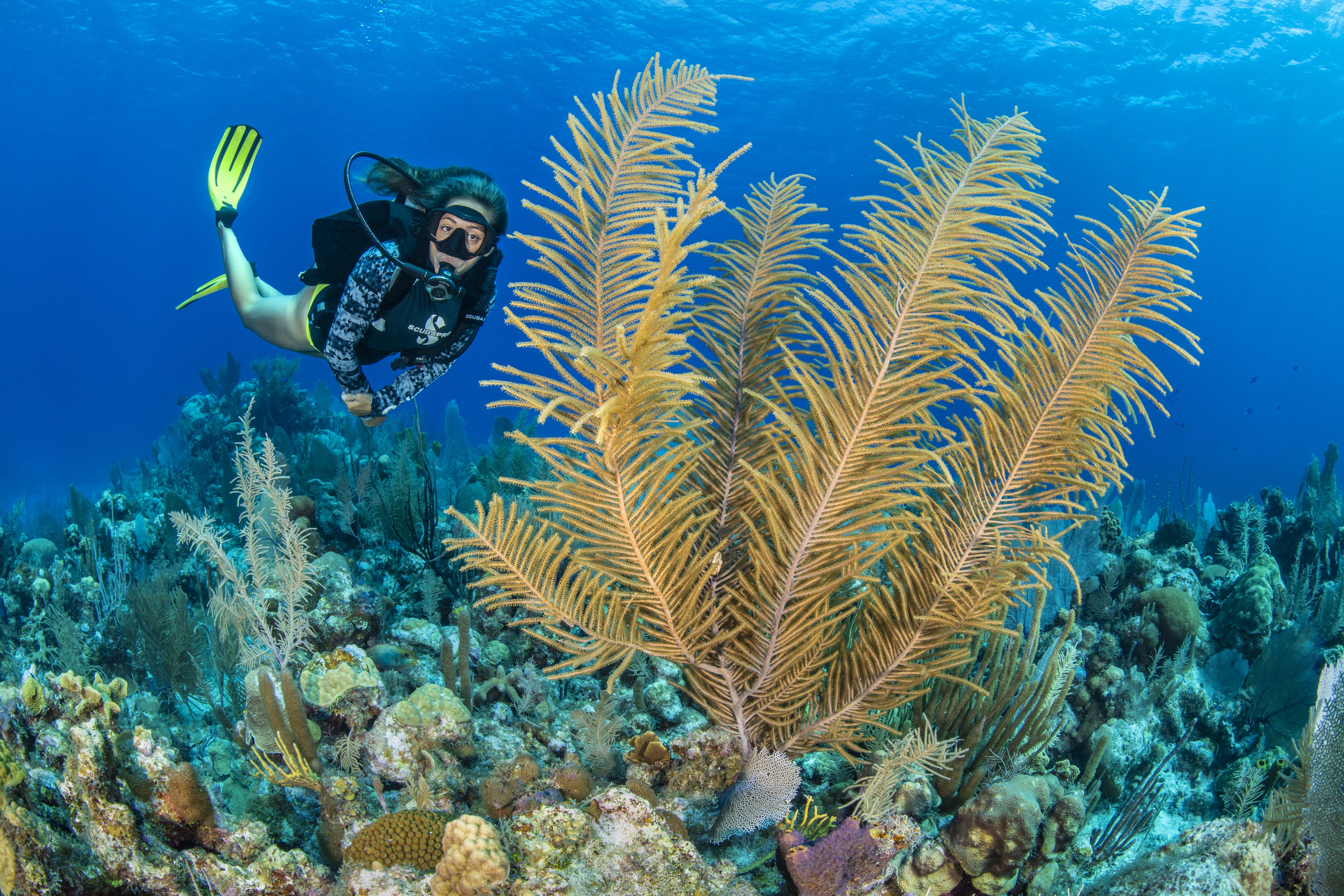 Little Bluff Reef dive site - Image 1