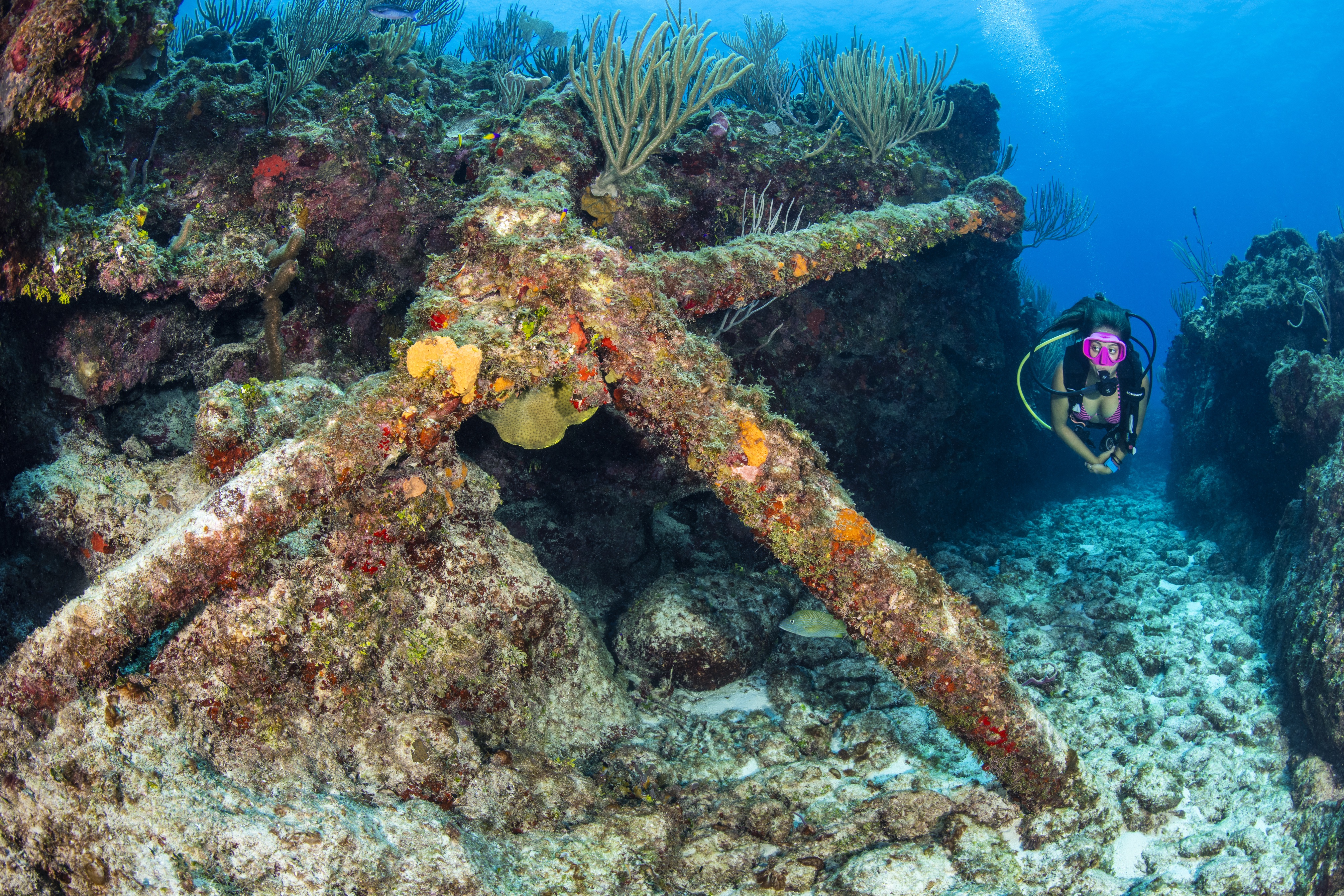 Lodge Anchor dive site - Image 1