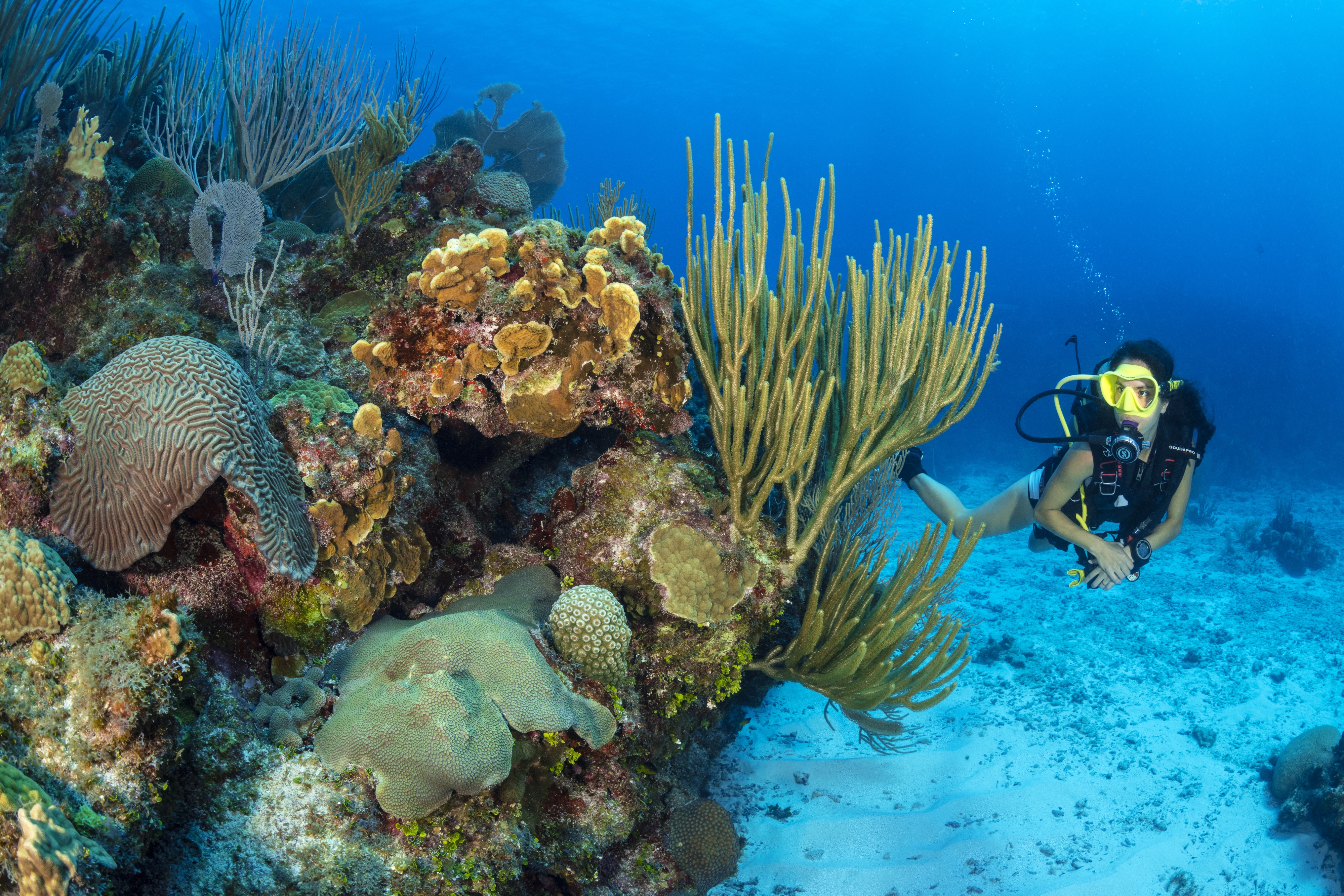 Lost Wall dive site - Image 2