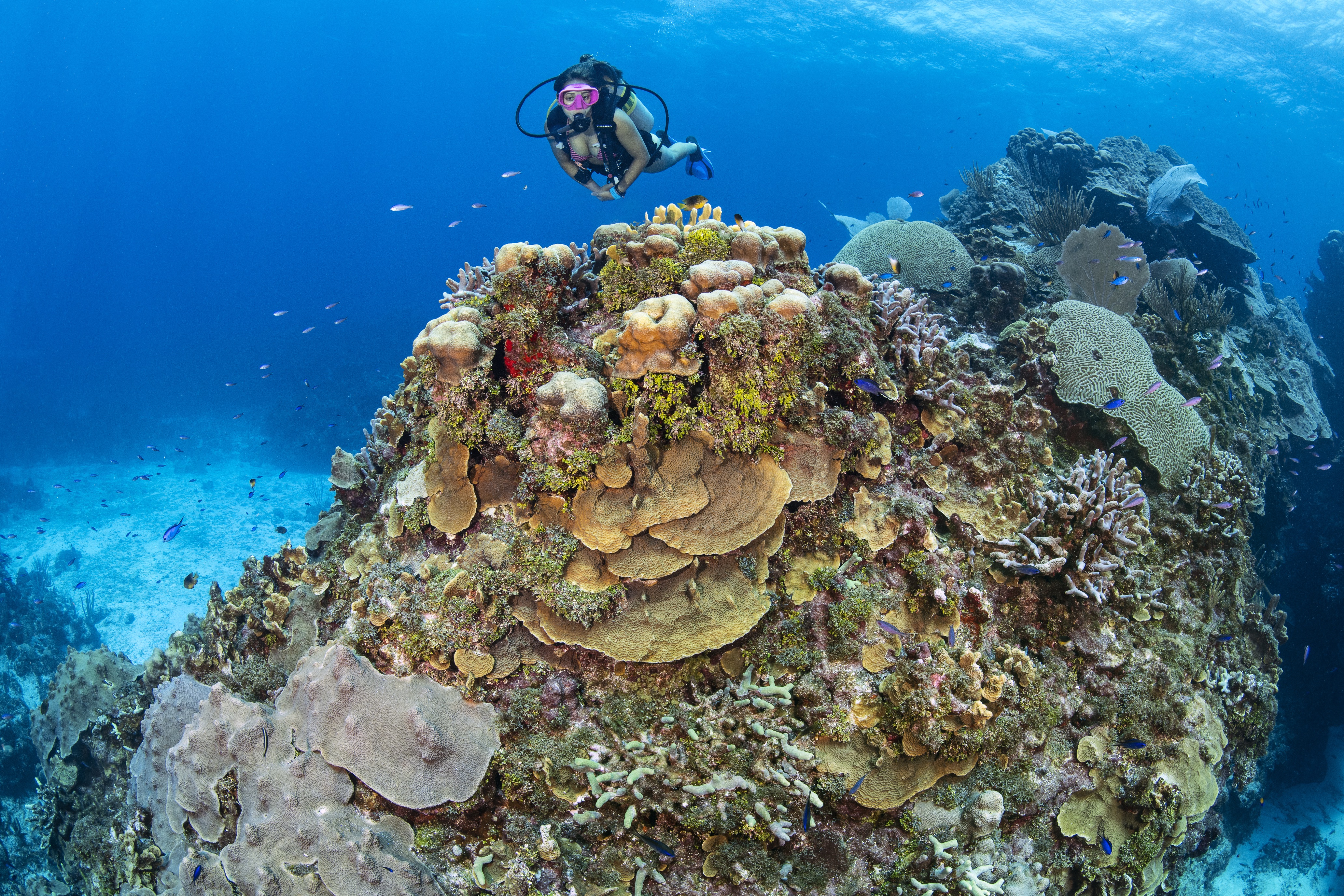 Maggie's Maze dive site - Image 2