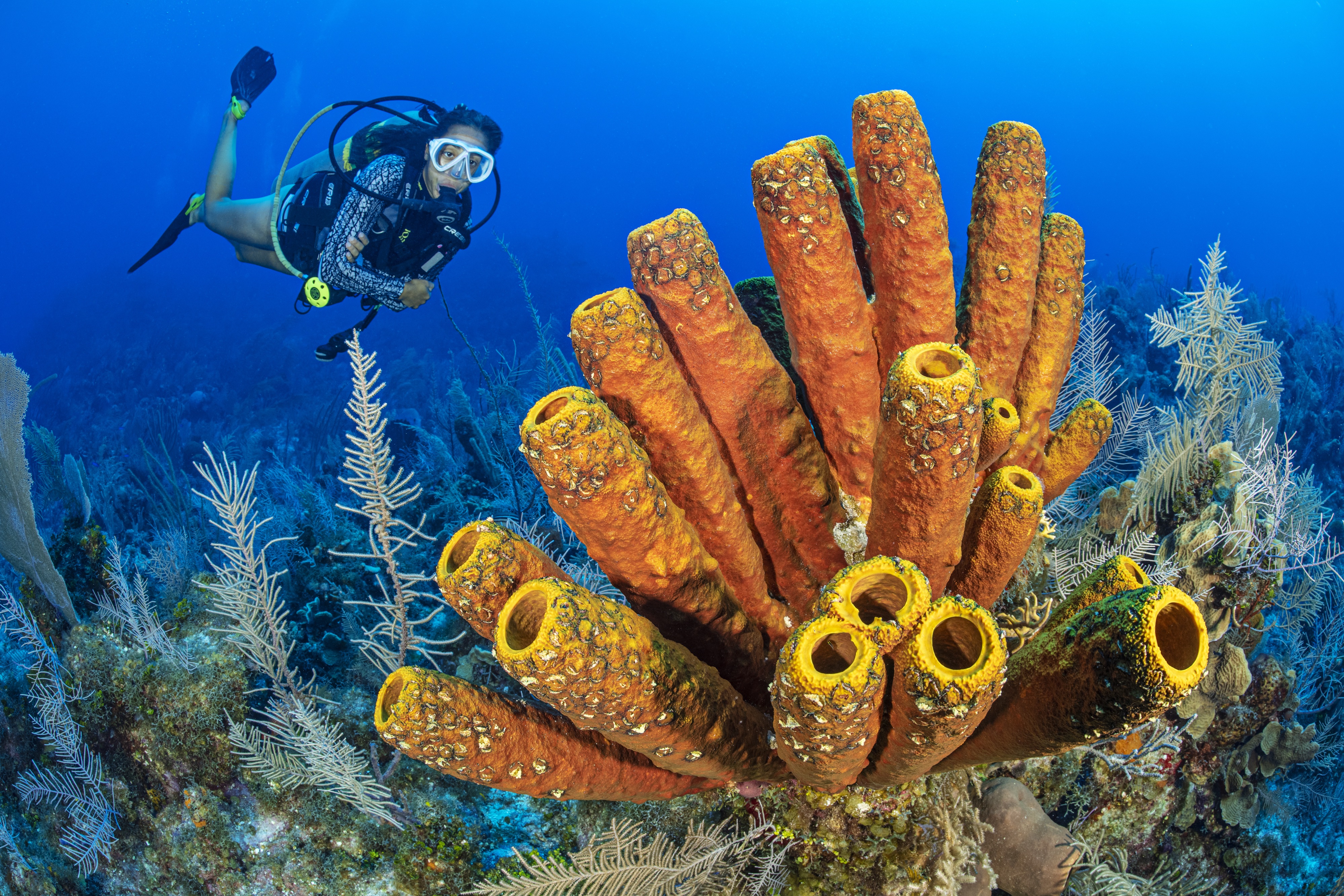 Omega Reef dive site - Image 2