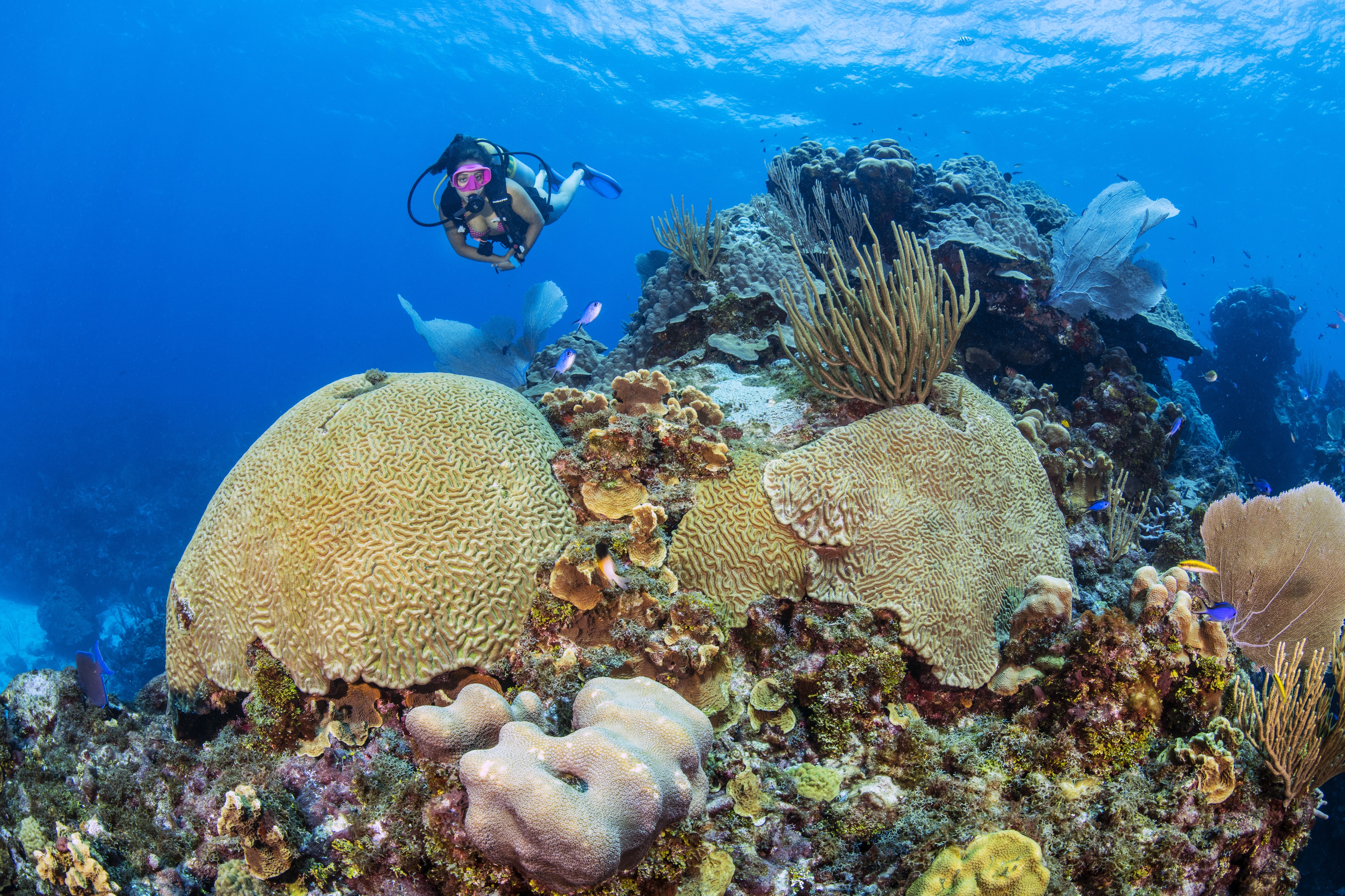 Old Wreck Head dive site - Image 2