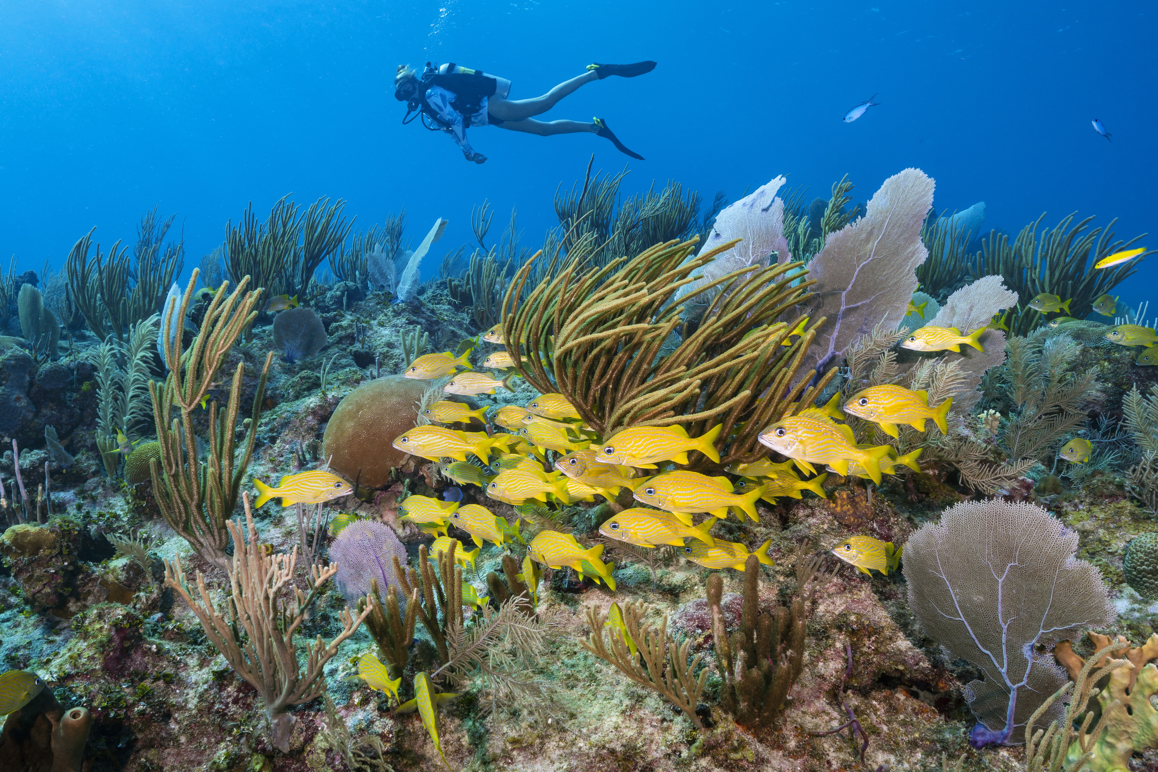 Roger's Reef dive site - Image 1