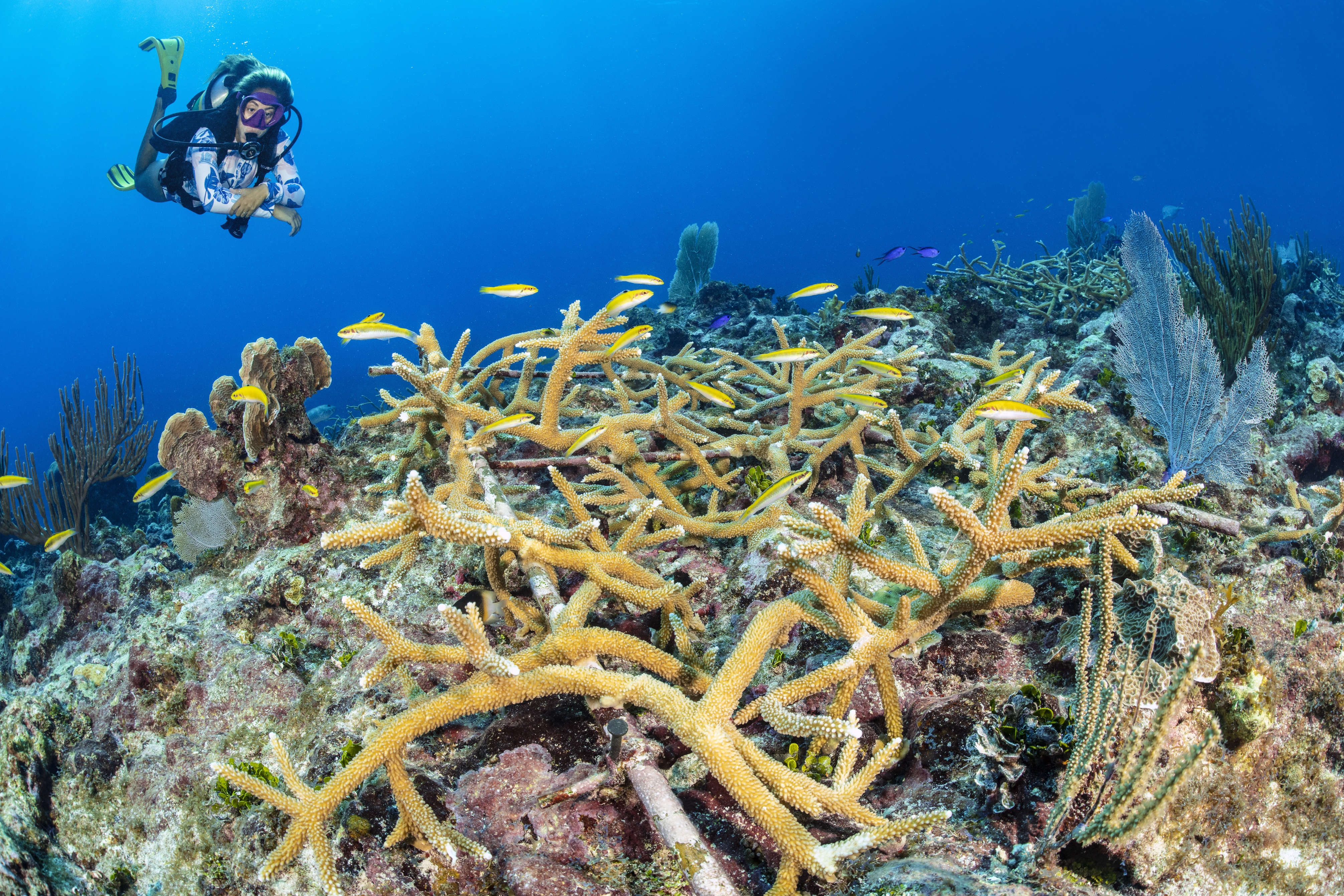 Playing Fields dive site - Image 1
