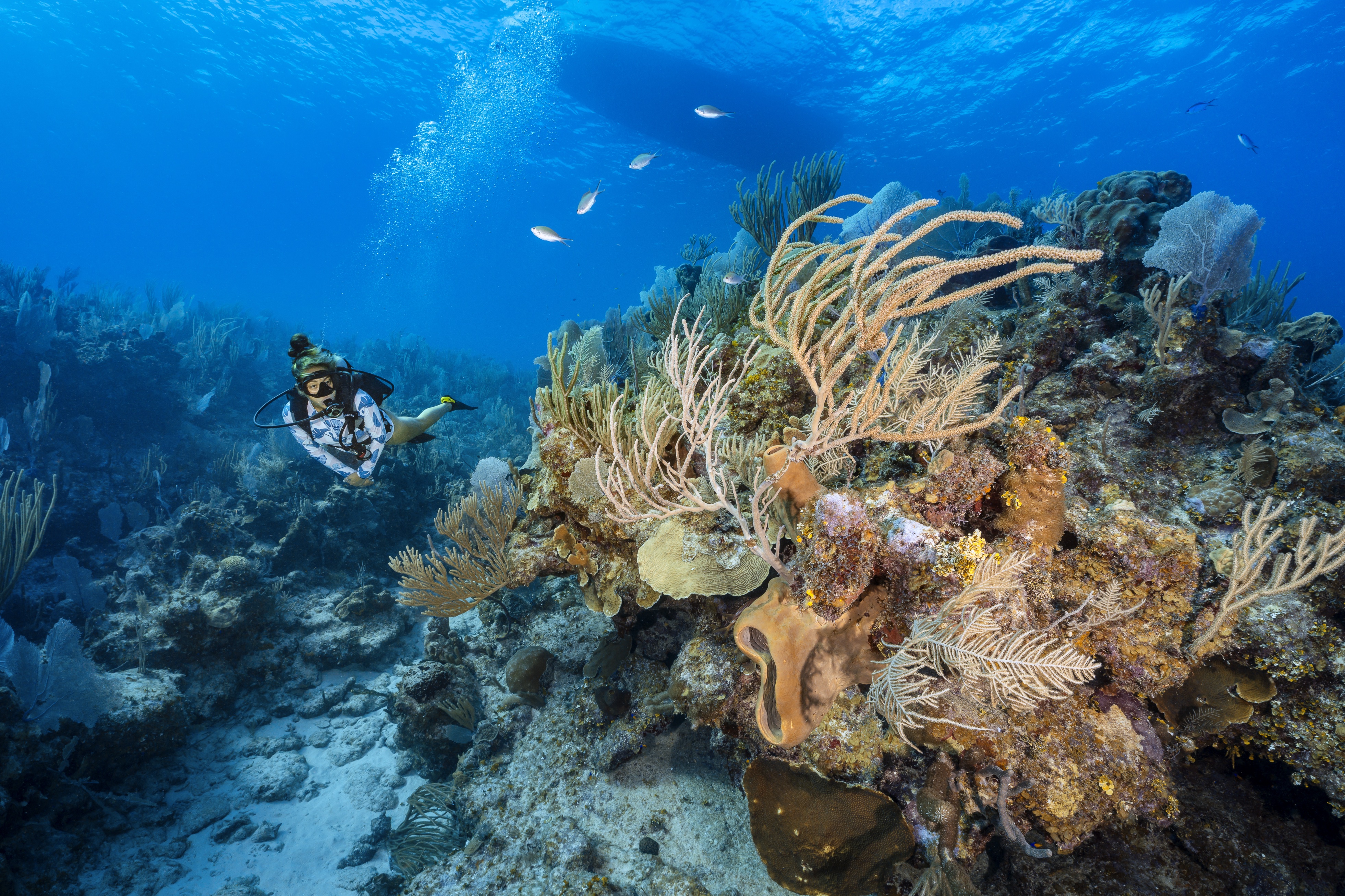 Roger's Reef dive site - Image 2