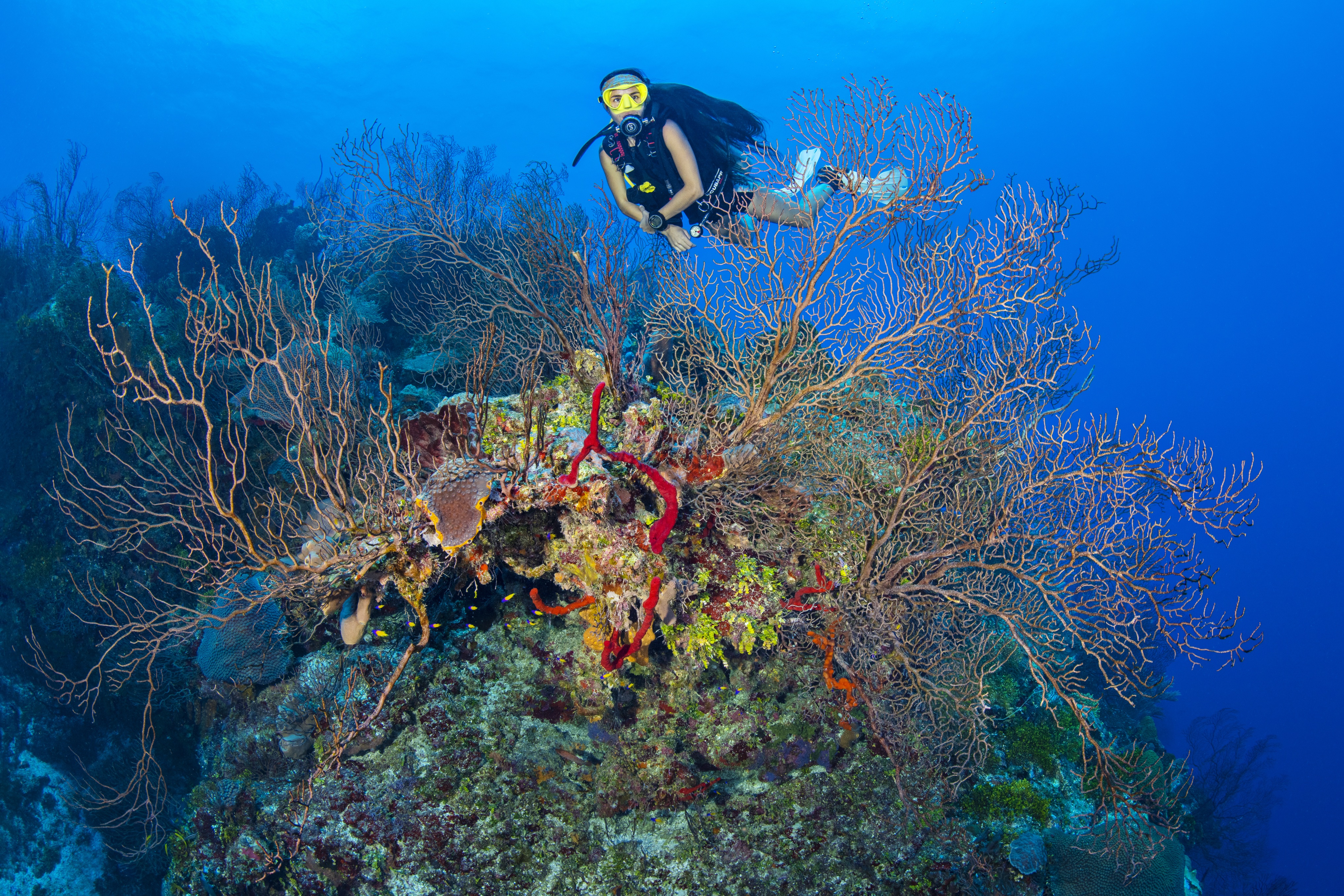 Scuba Bowl dive site - Image 1