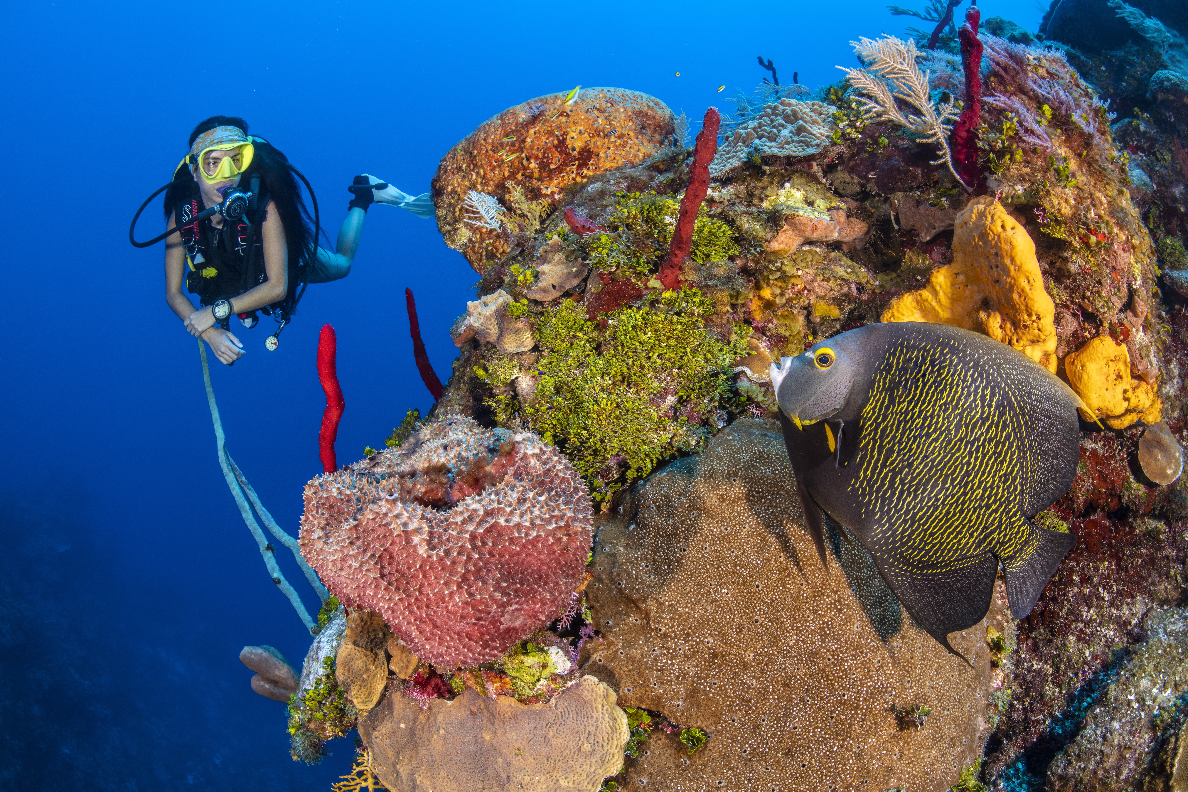 Scuba Bowl dive site - Image 2
