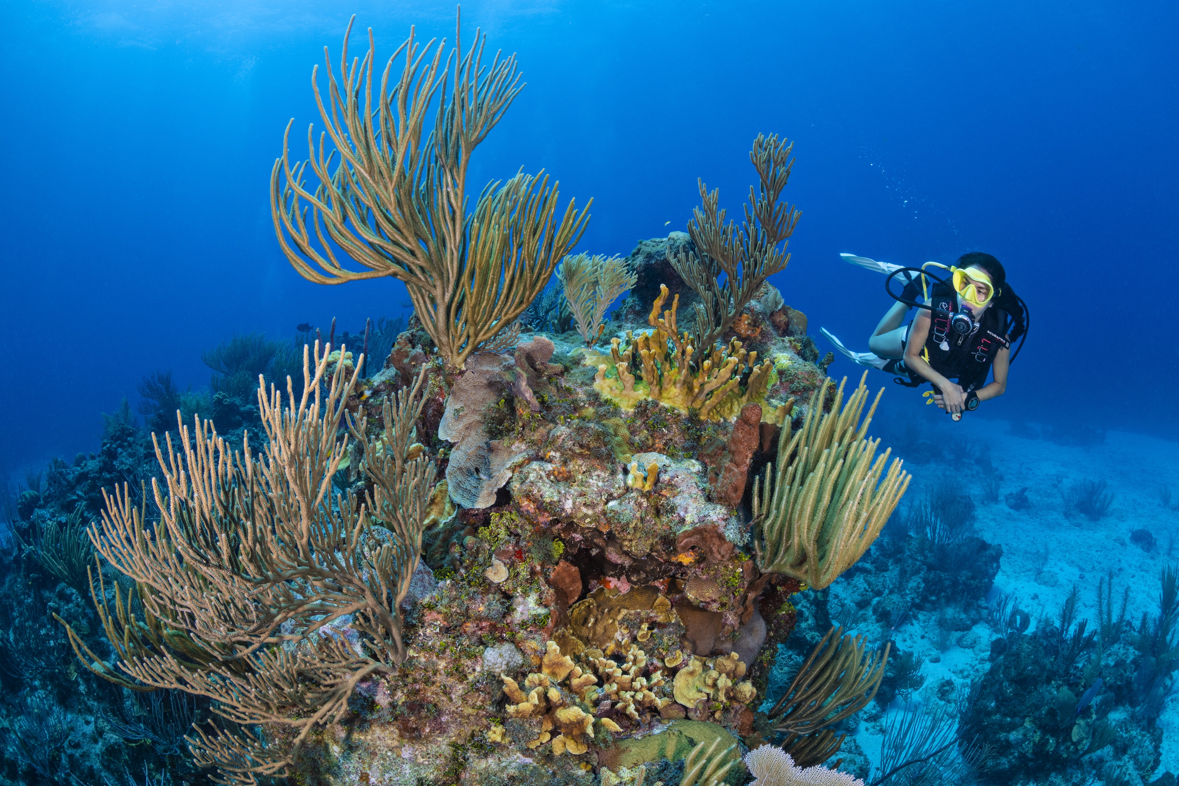 The Arch dive site - Image 1