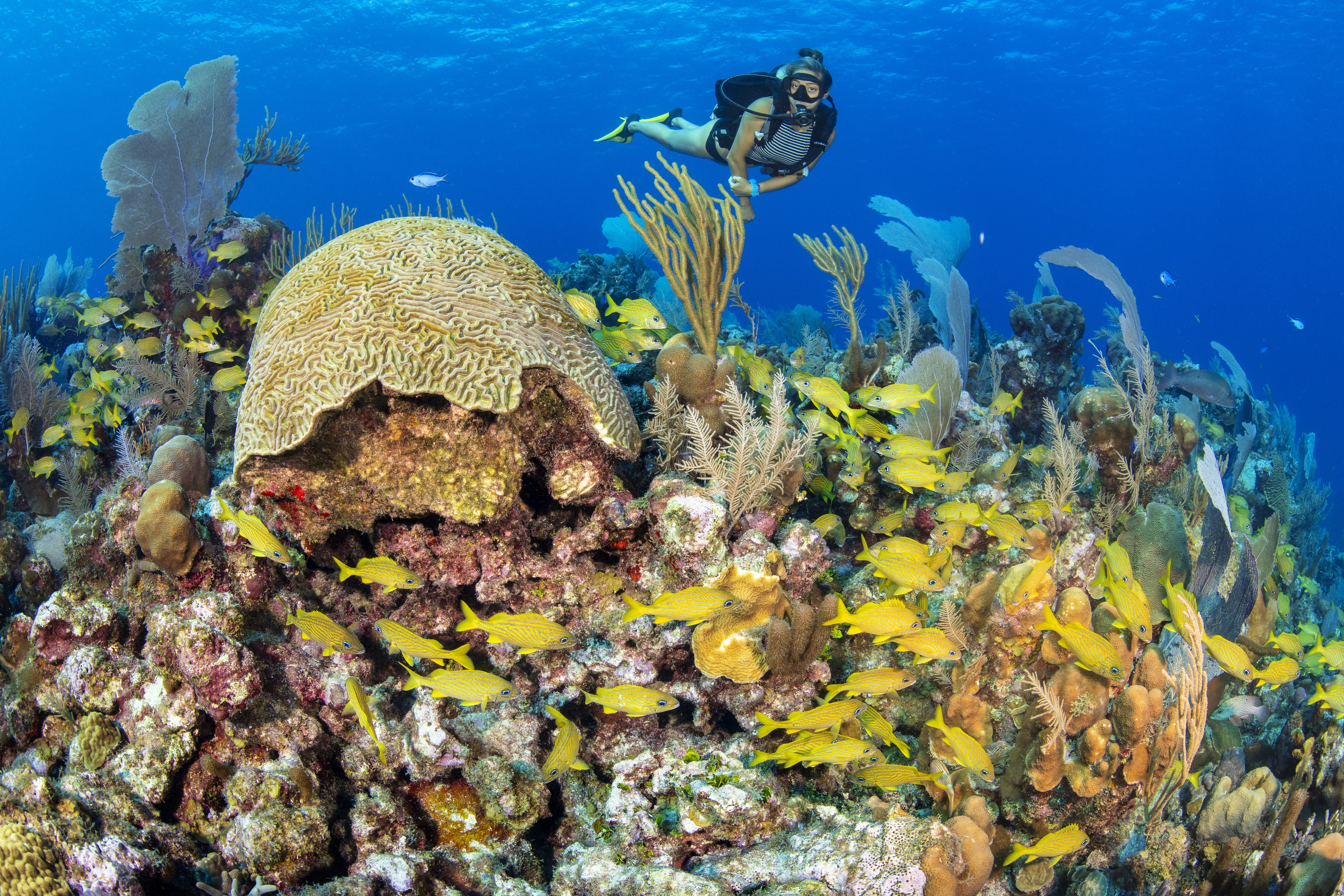 Sunset Reef dive site - Image 2