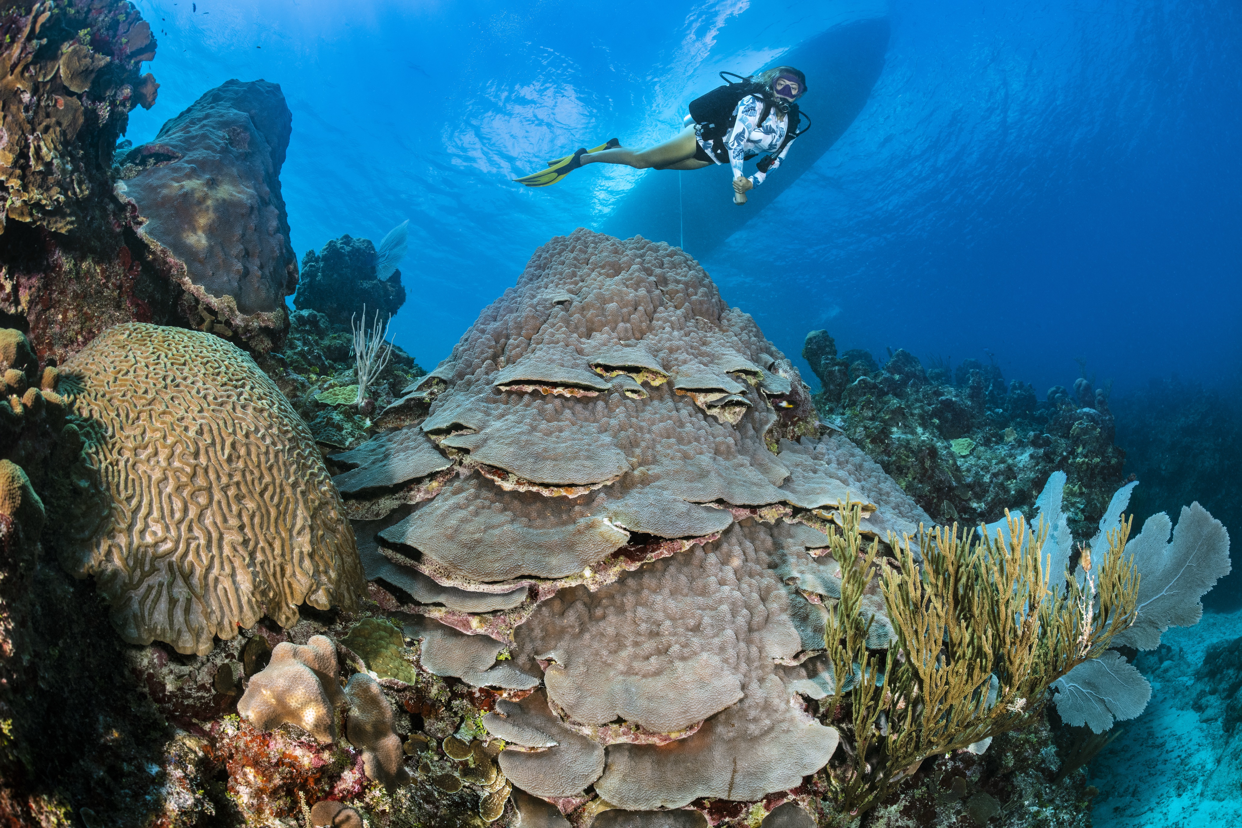 Playing Fields dive site - Image 2