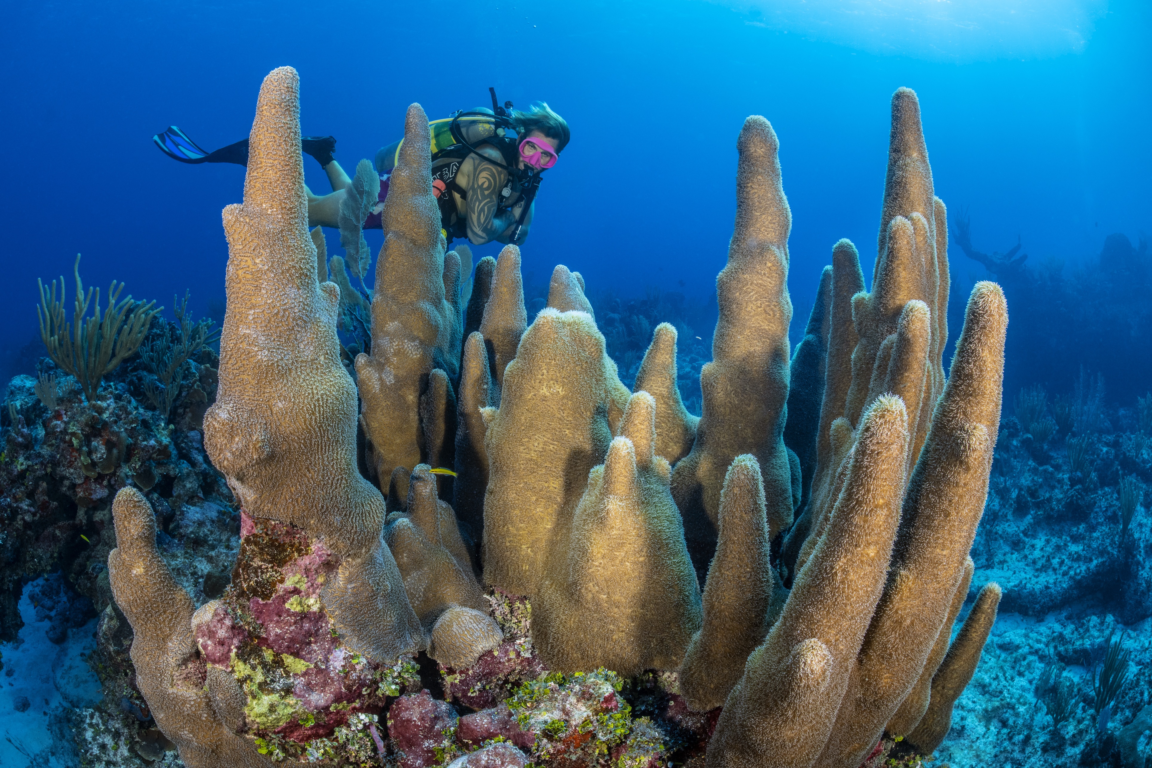 Top Secret dive site - Image 1