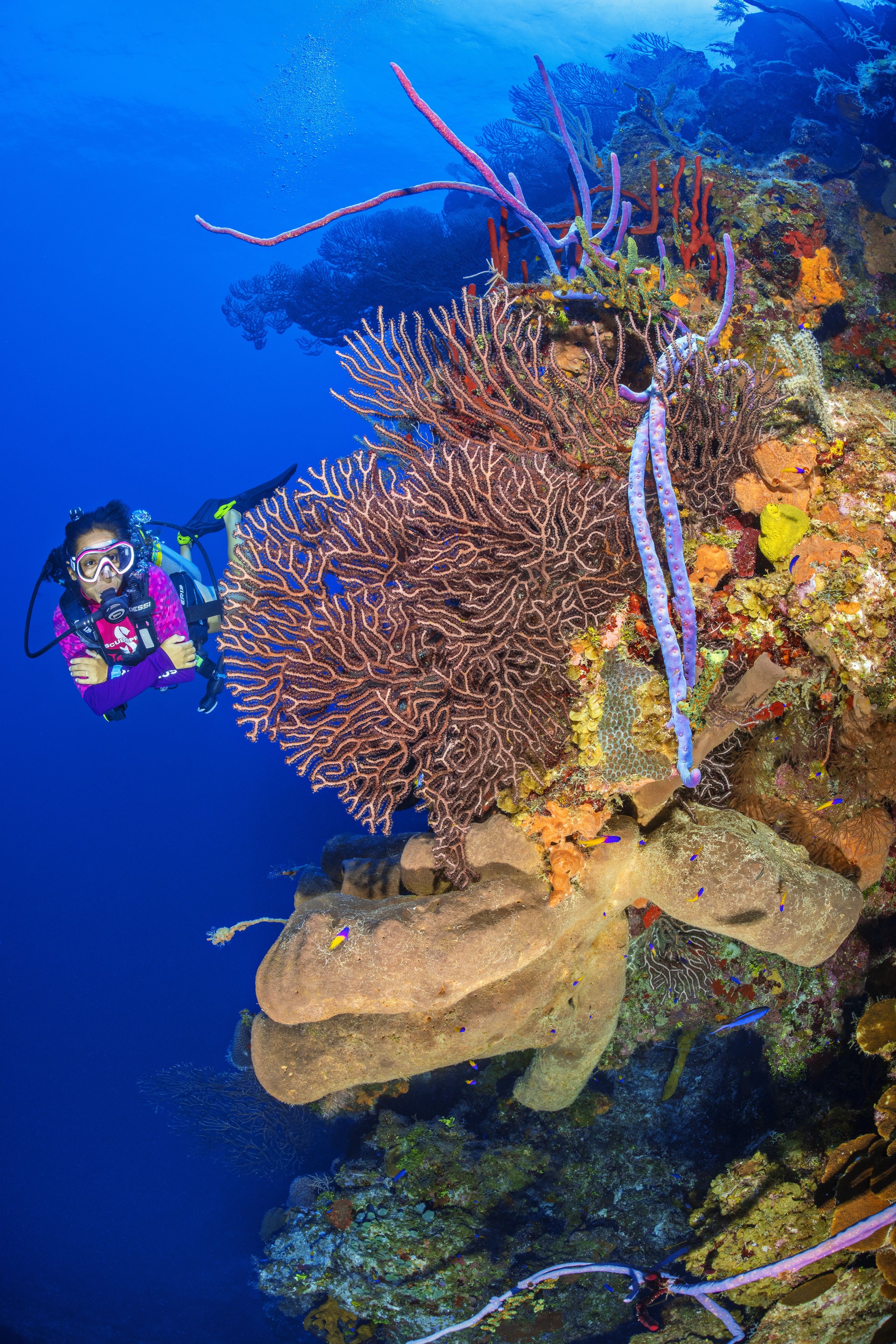 Turtle Pass dive site - Image 1