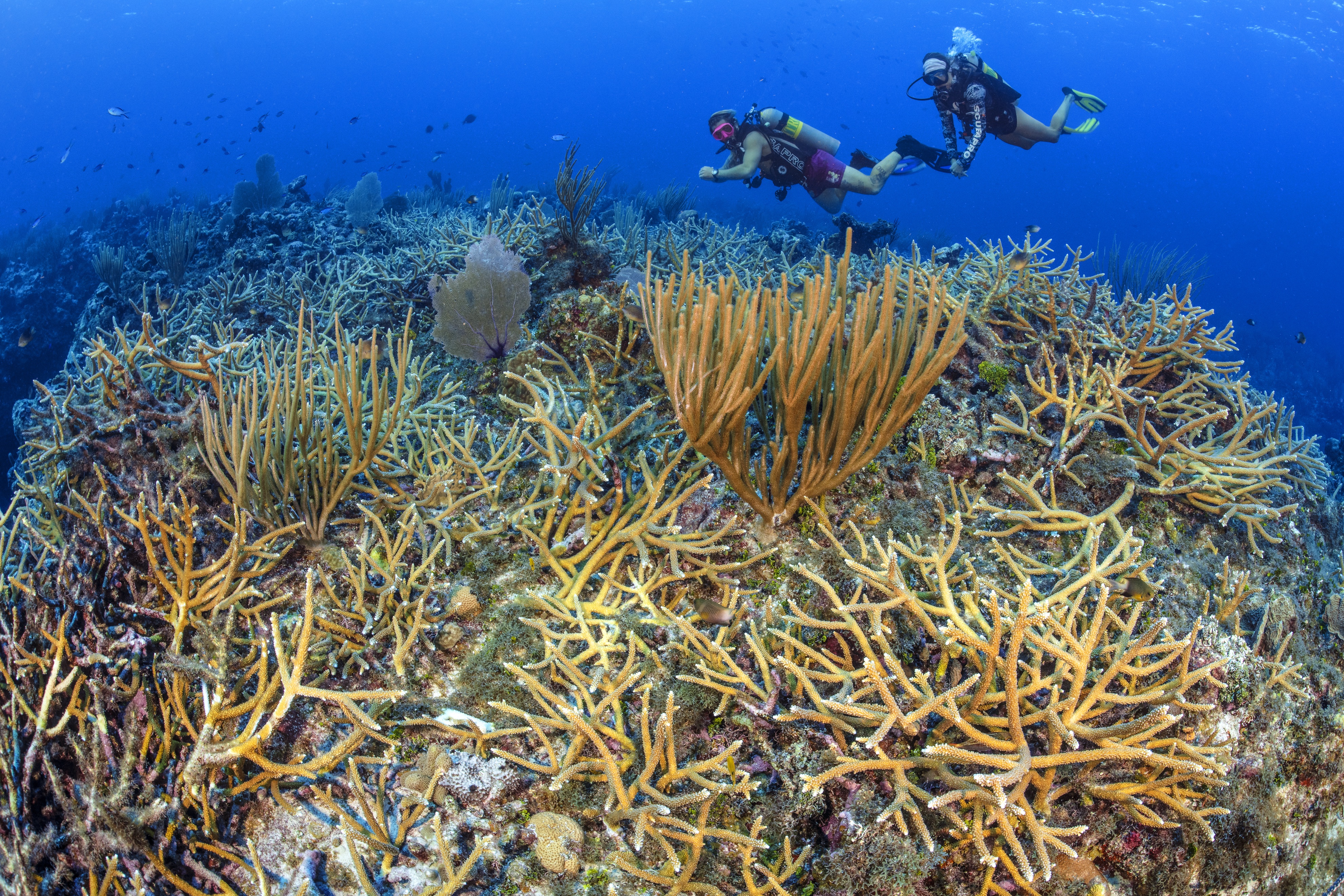 Old Isaac's dive site - Image 2