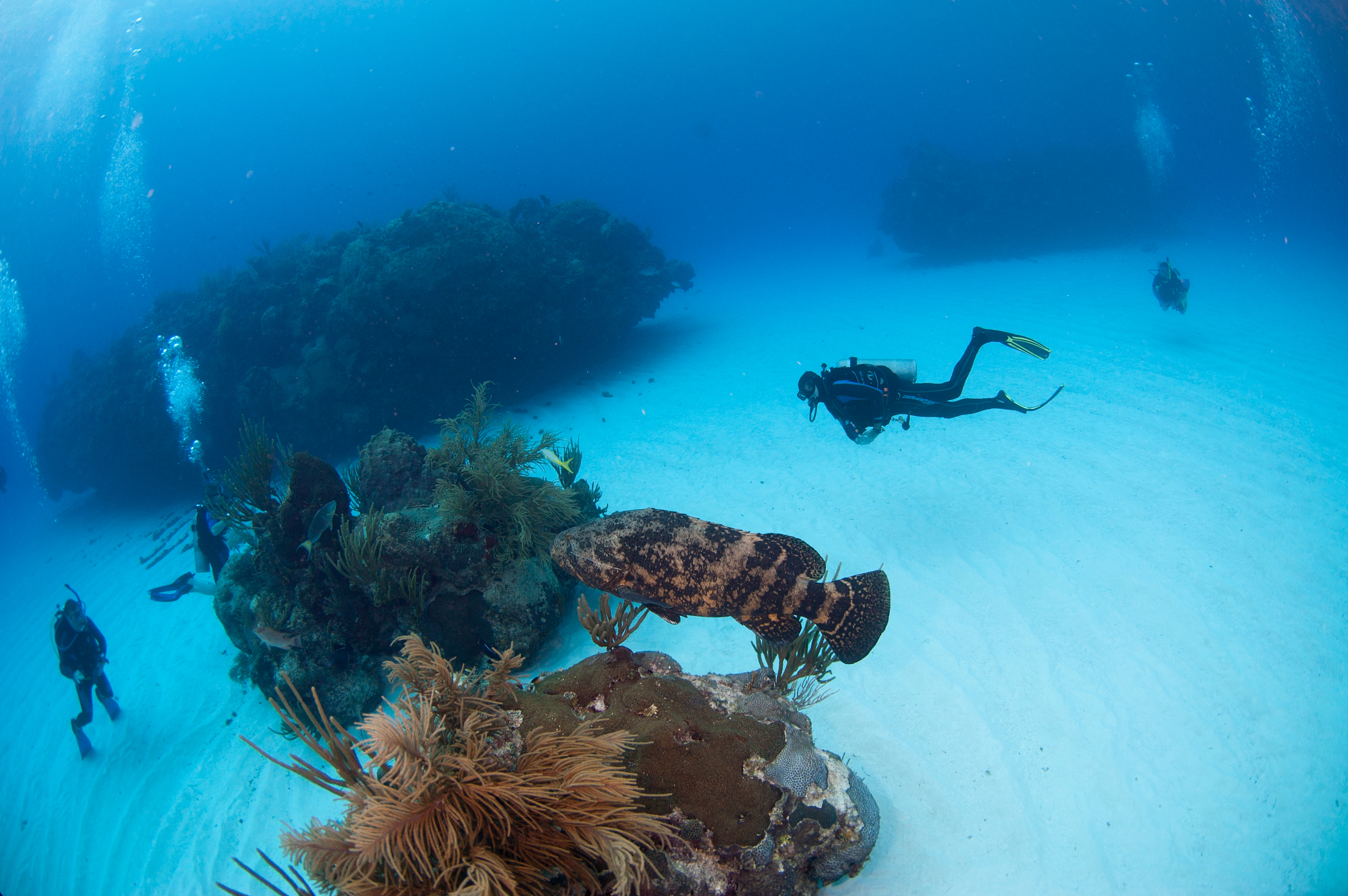 Tarpon Terrace dive site - Image 2