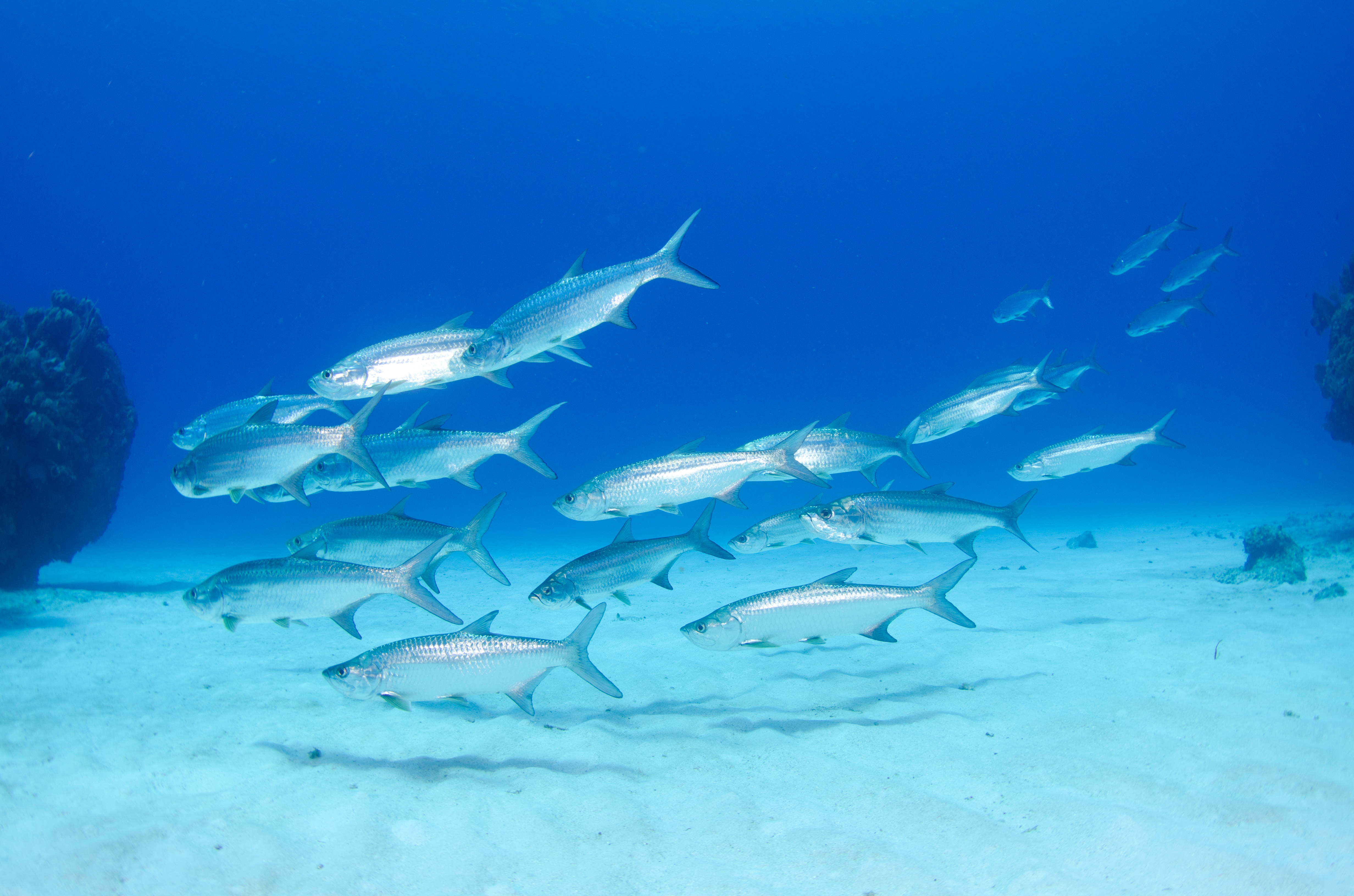 Tarpon Terrace dive site - Image 1