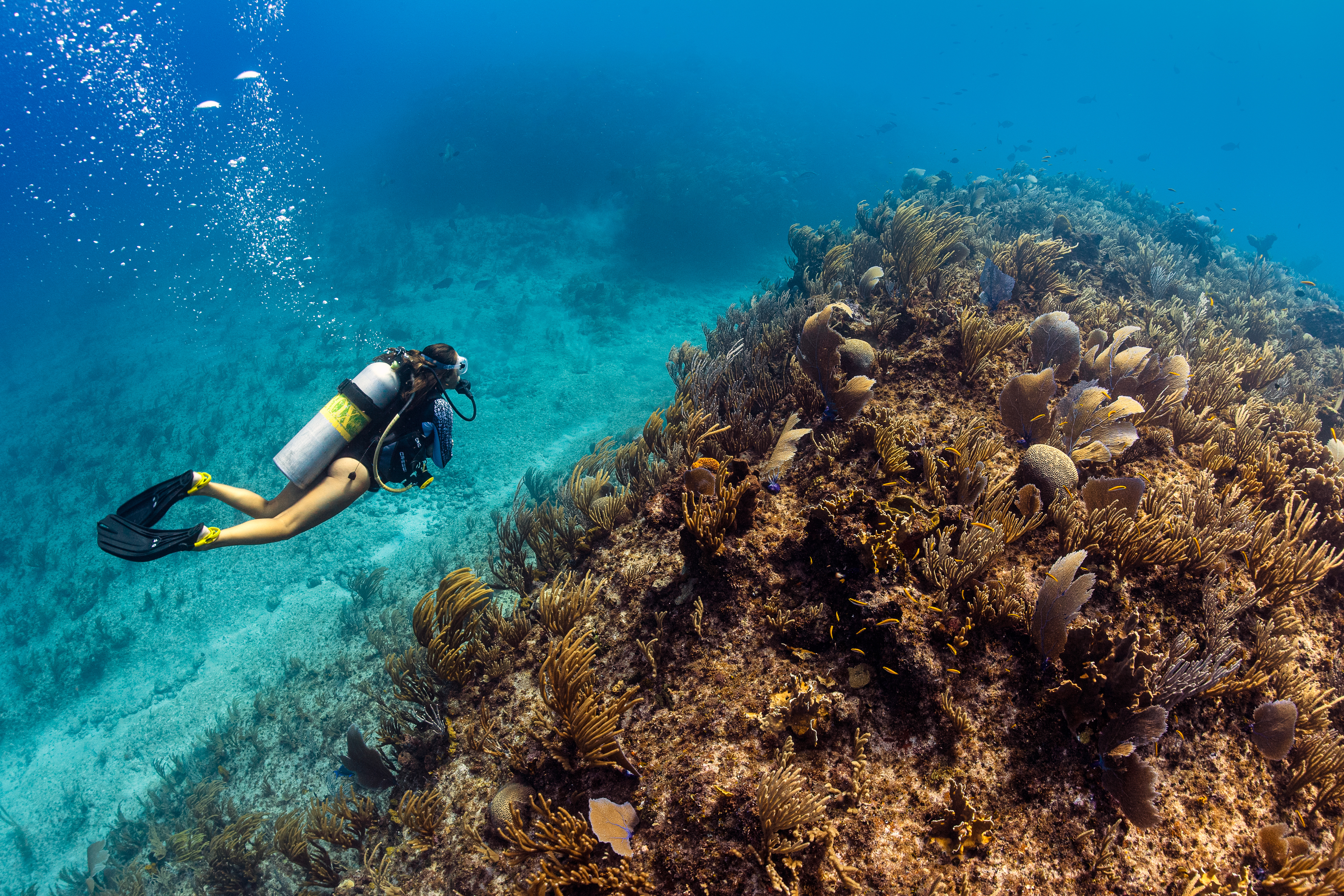 Gigglin' Marlin Legacy dive site - Image 2