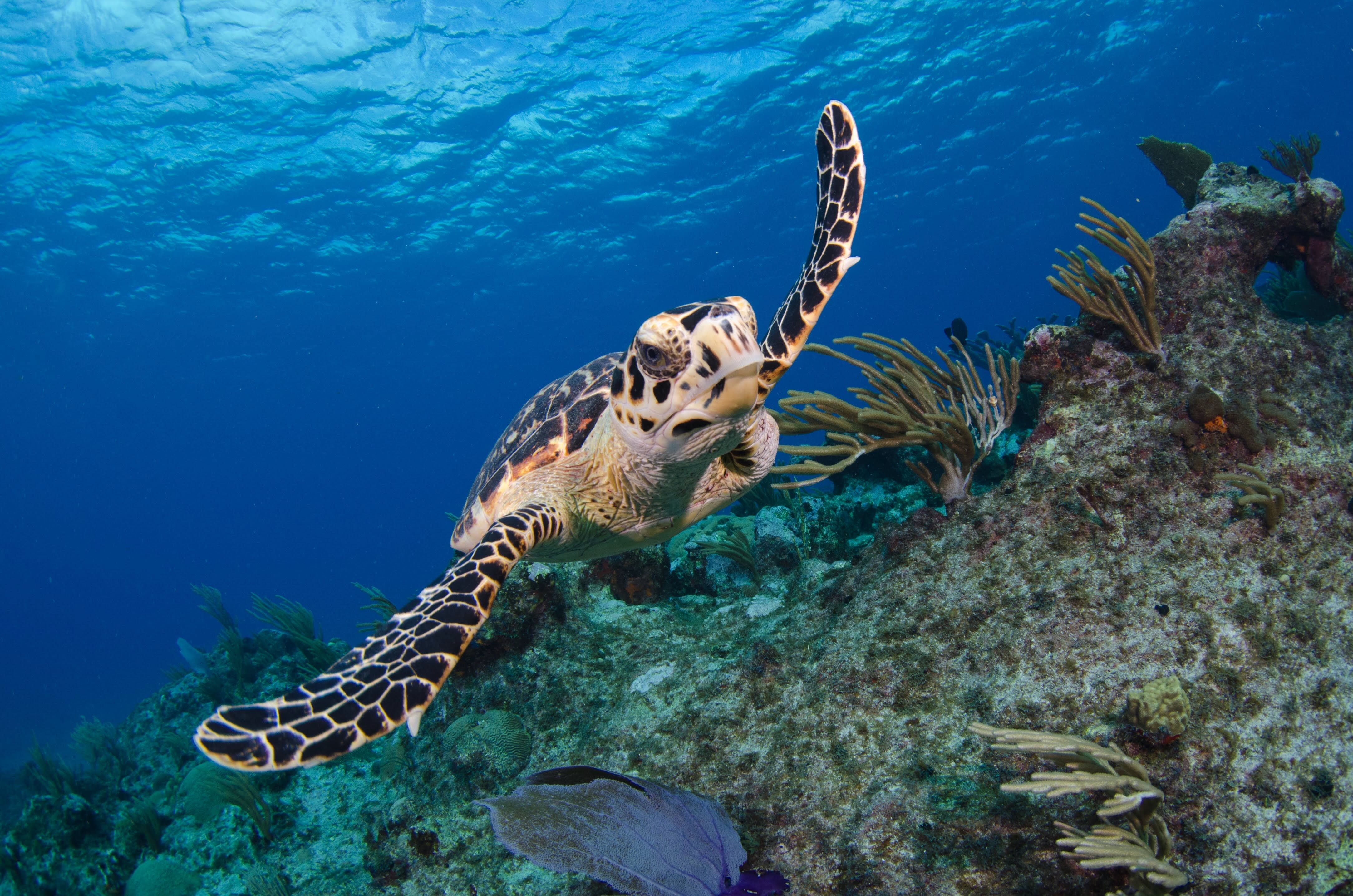 Green sea turtle gliding over the reef in Grand Cayman