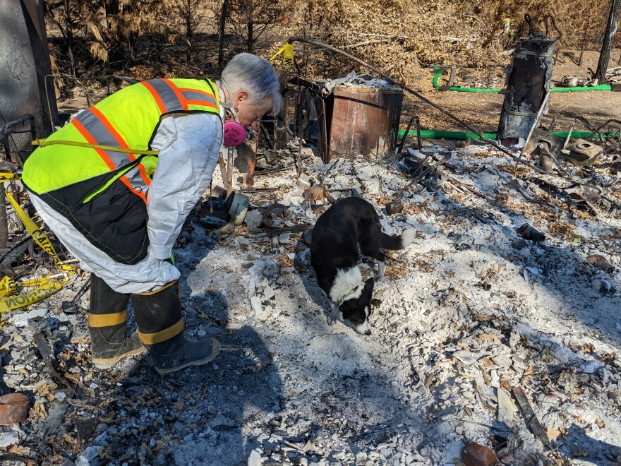 ALL  ABOUT CANINE FORENSICS