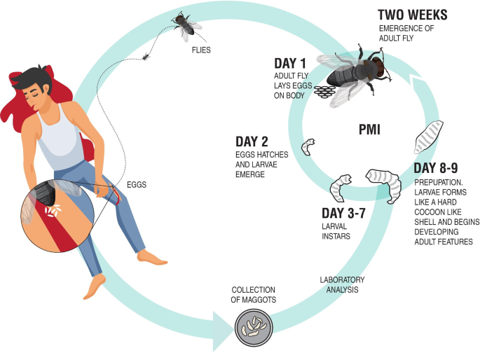 The Use of Insect Evidence in Crime Scene Relocation