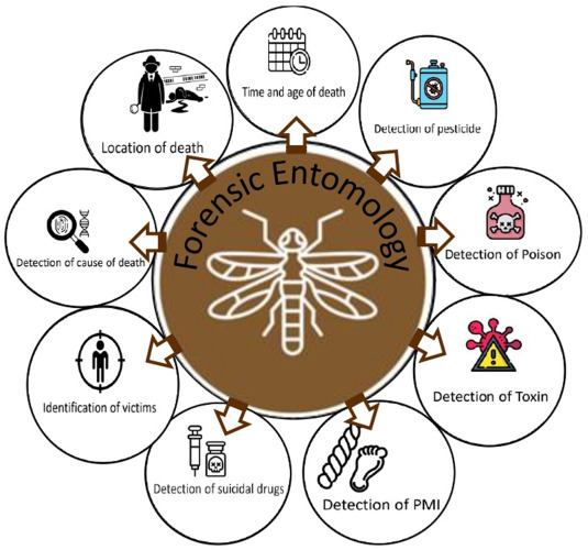 Advantages of Forensic Anthropology and Entomology to Human Beings