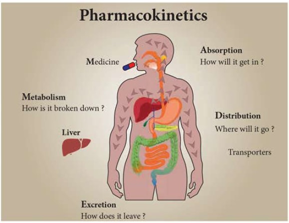 PHARMACOLINETICS