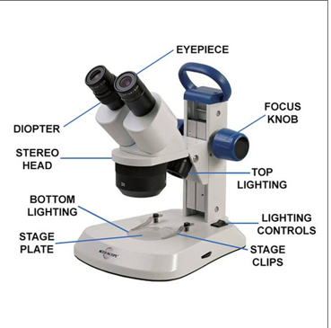 Stereo Microscope and Its Forensic Significance