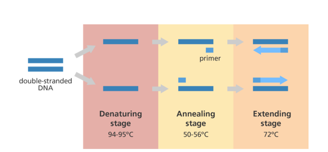 PCR (Polymerase Chain Reaction) and Its Forensic Significance
