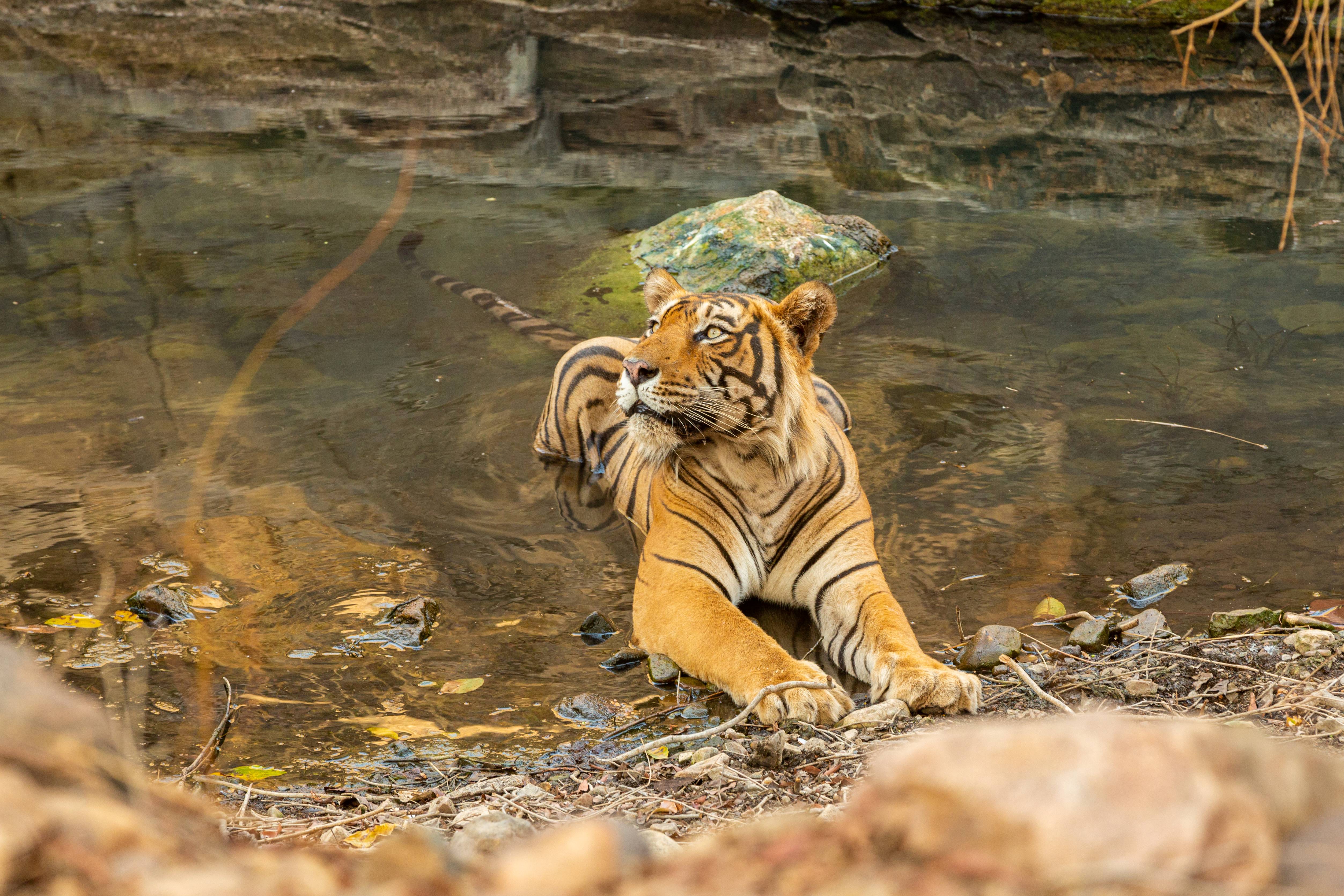 Sundarbans